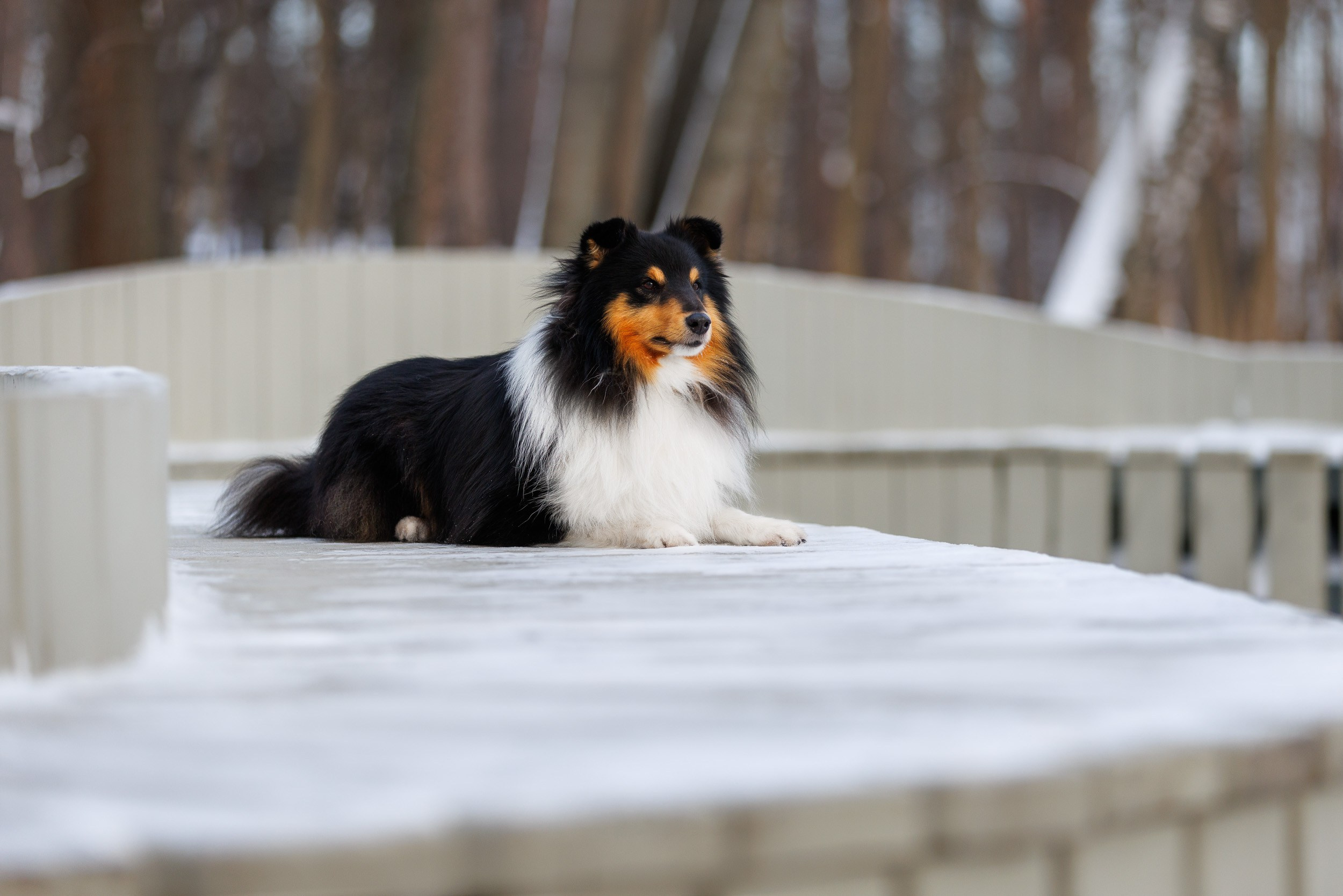Марик и Дэн. Фотограф-анималист в Москве и Московской области Татьяна Фролова