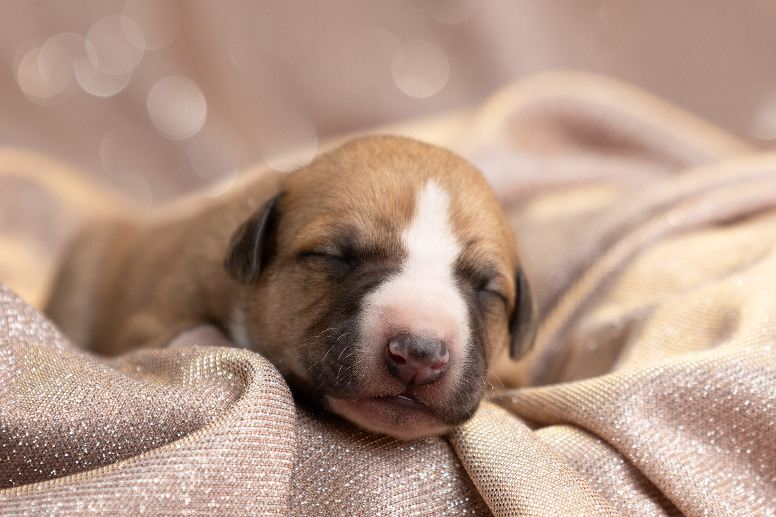 Ньюборн для щенков уиппета. Фотограф-анималист в Москве и Московской области Татьяна Фролова