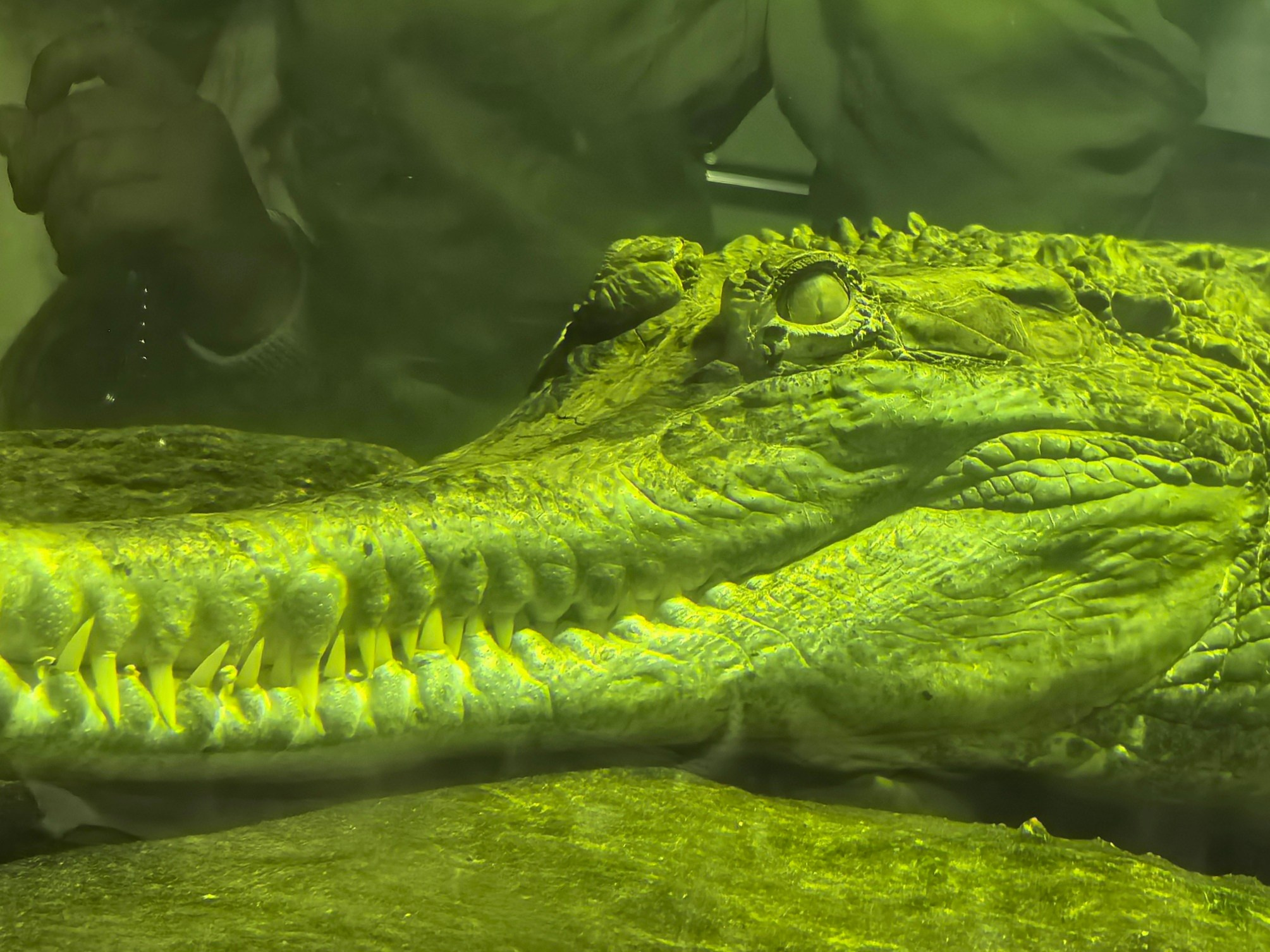 Чудесная природа. Школьные выпускные альбомы в Москве Марина Николаева