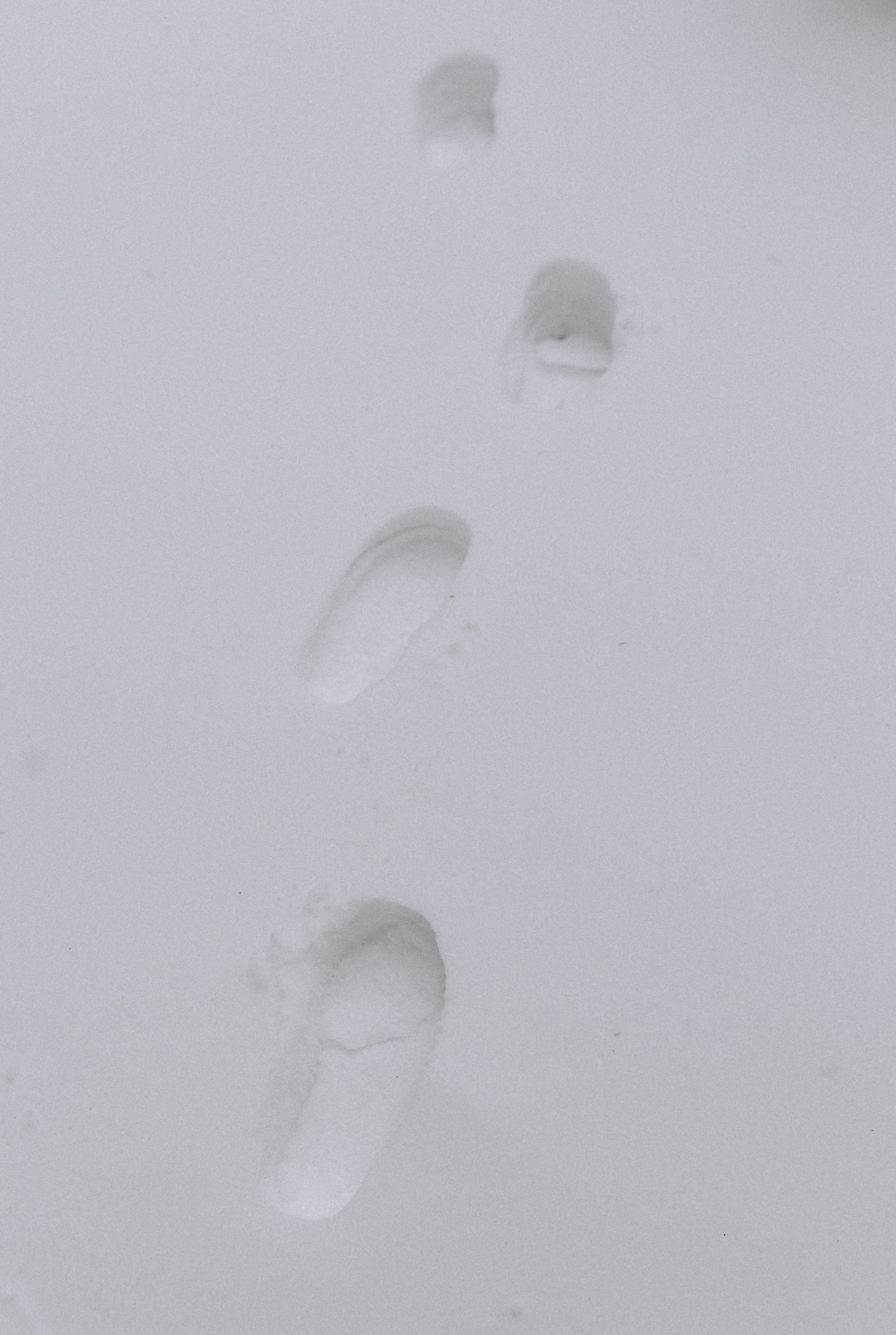 Настя. Свадебный и семейный фотограф в Таганроге и Ростове Руднева Анастасия