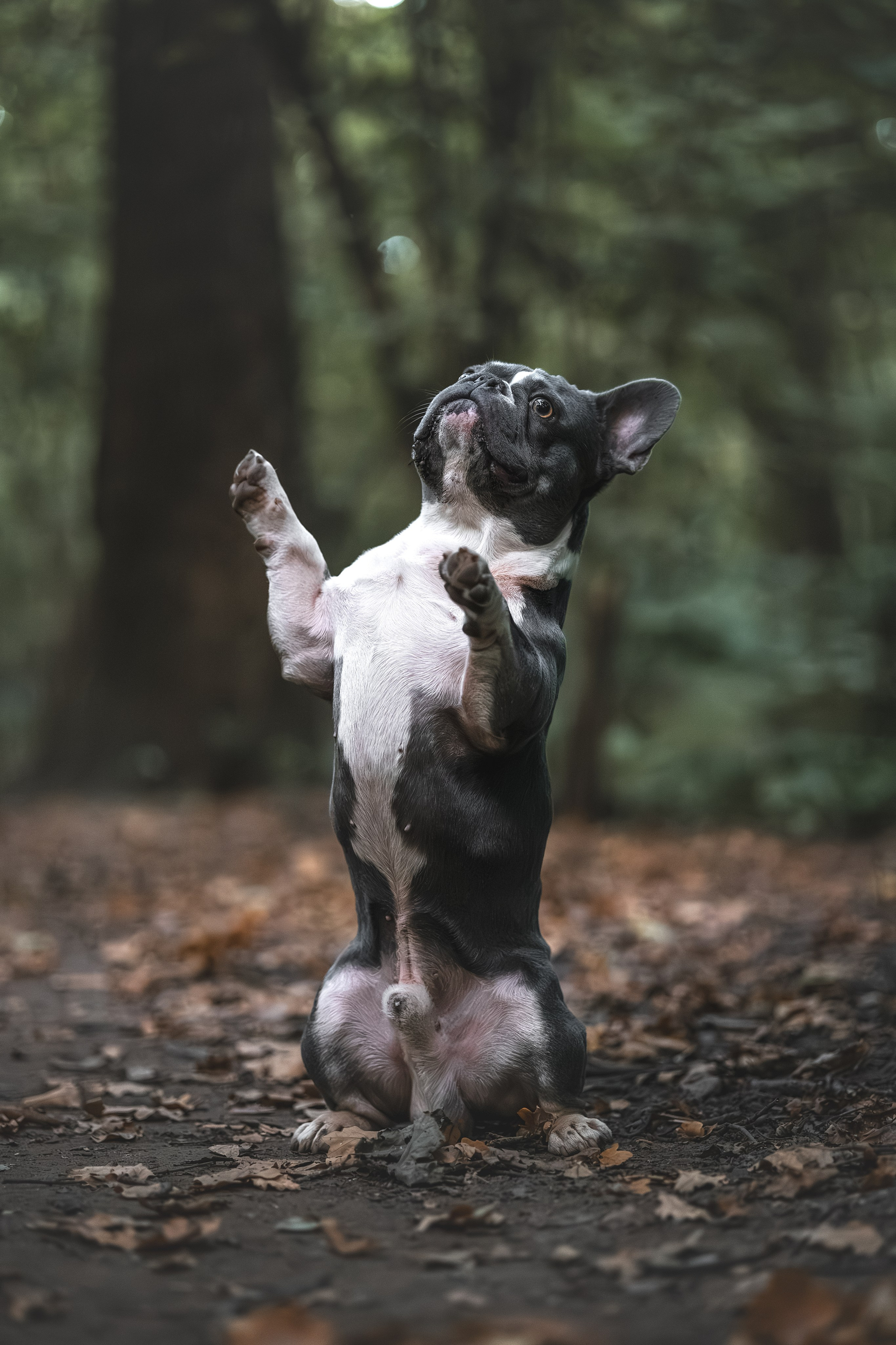 Французский Бульдог в Воронцовском парке (в обработке). Фотограф Анималист в Москве Анастасия Жучкова