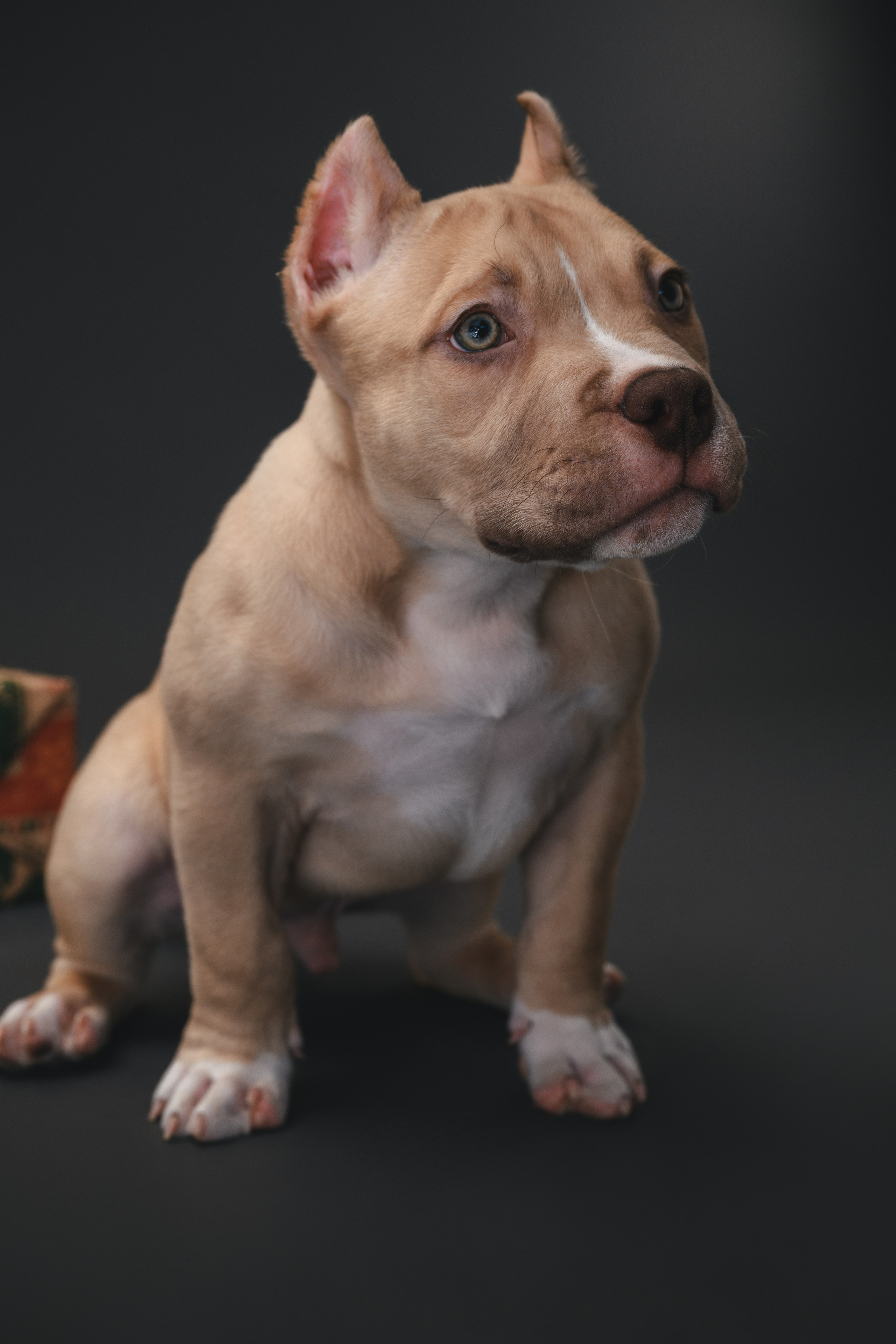 Булли. Фотограф Анималист в Москве Анастасия Жучкова