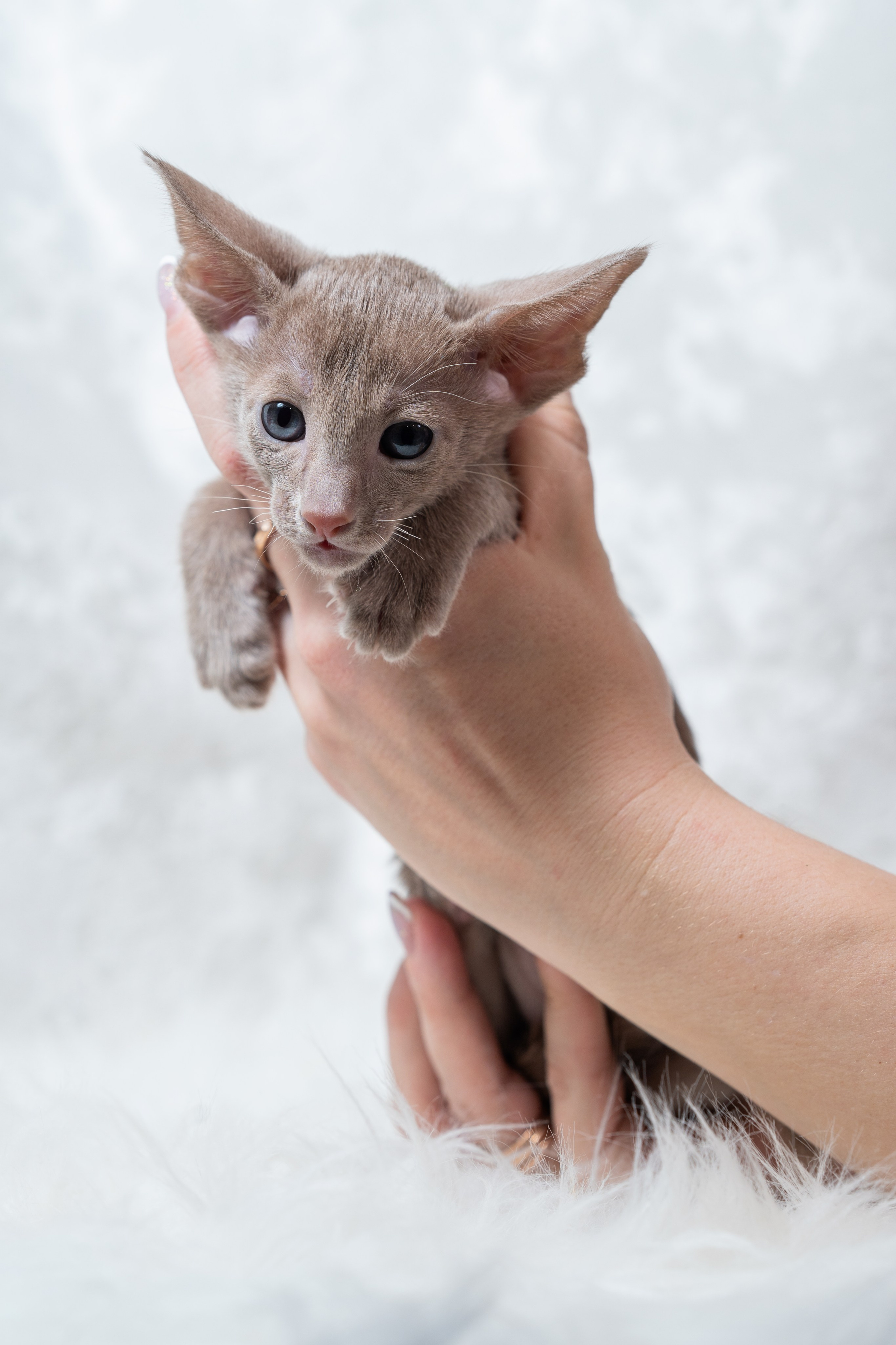 Заводчик Юлия Панова. Творческий фотограф Вологда