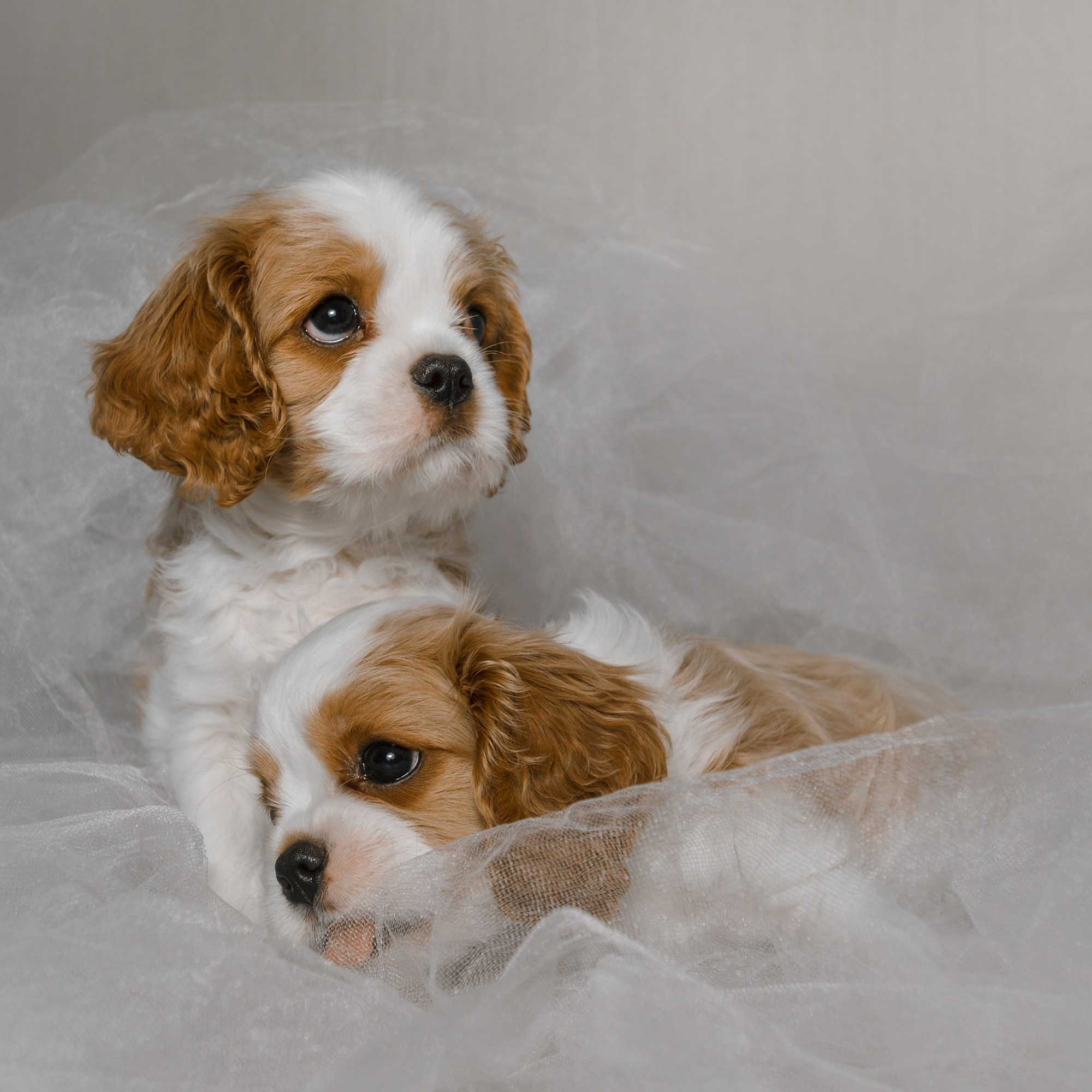 Щенки. Фотограф Анна Тюрина