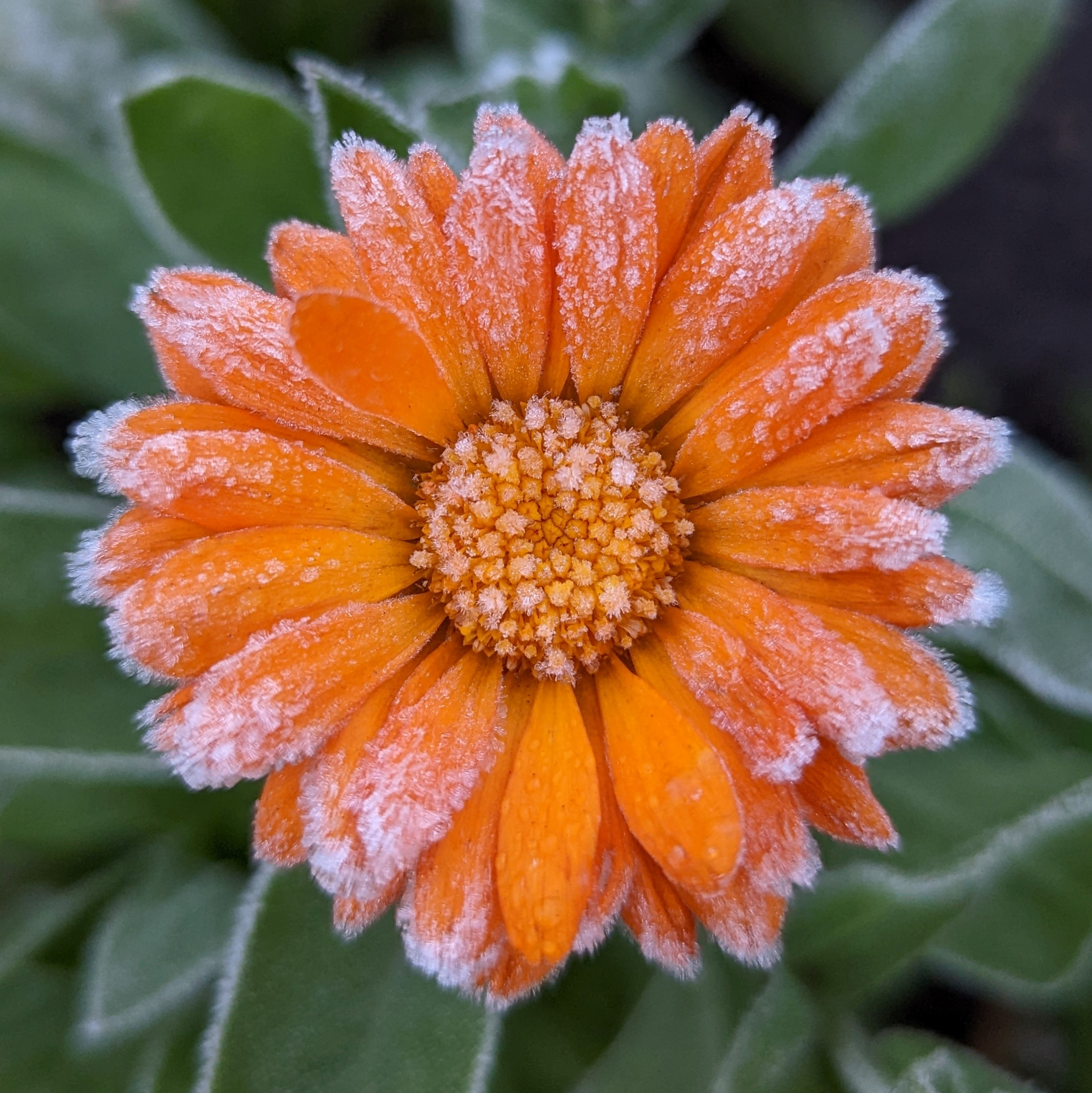 Мобильная фотография. Фотограф Сергей Старых. Мценск