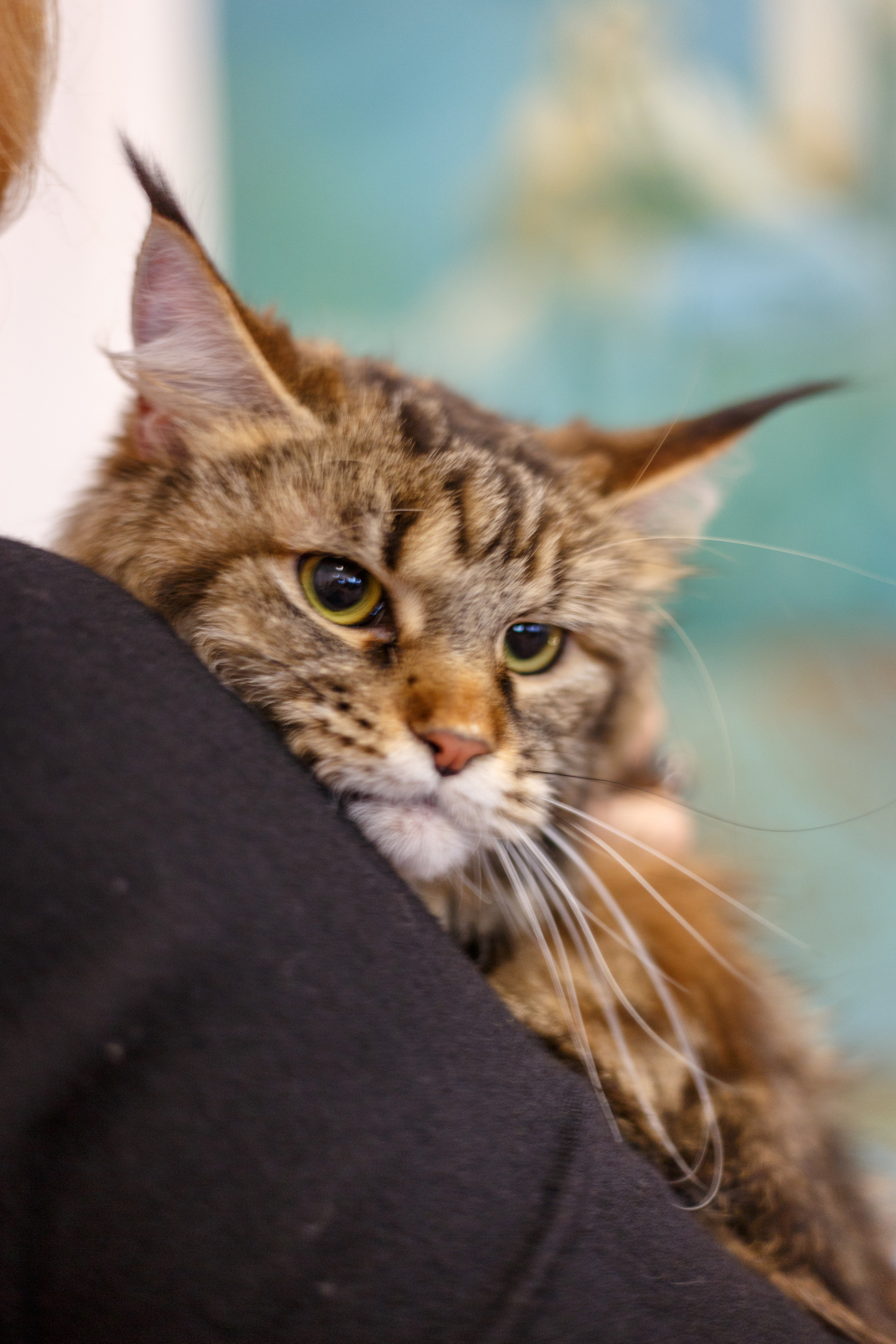 Кошки. Фотограф Сергей Старых. Мценск