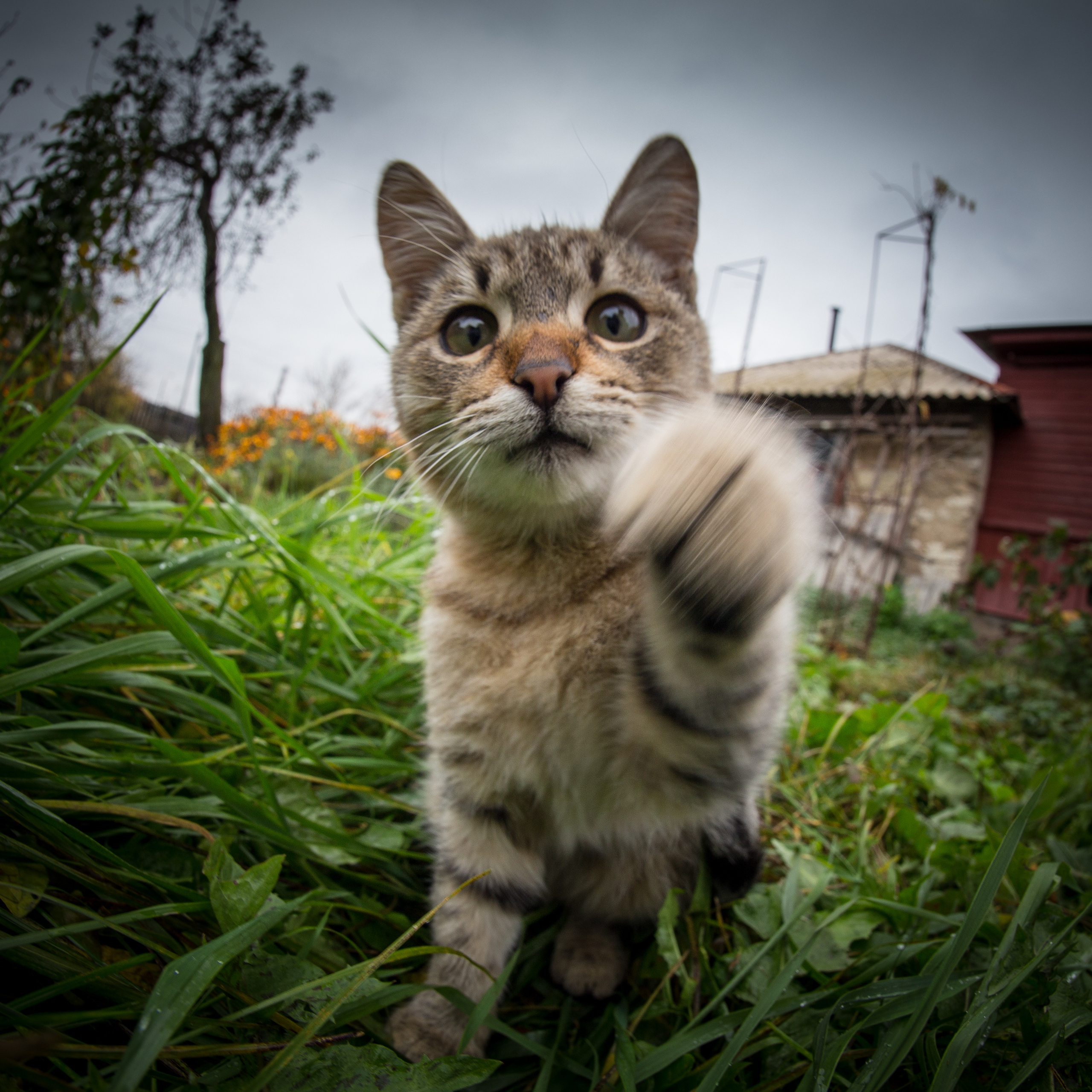 Кошки. Фотограф Сергей Старых. Мценск