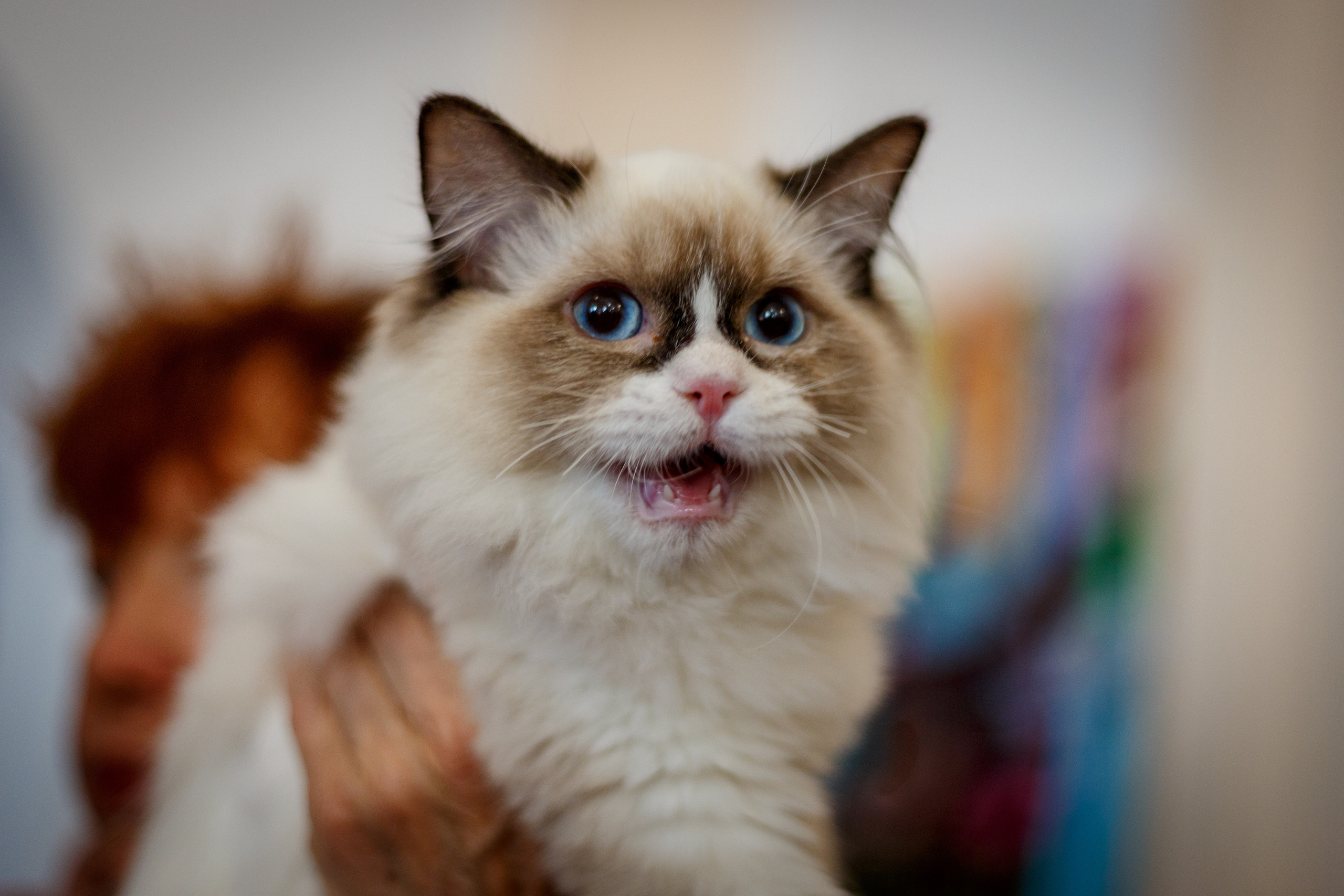 Кошки. Фотограф Сергей Старых. Мценск