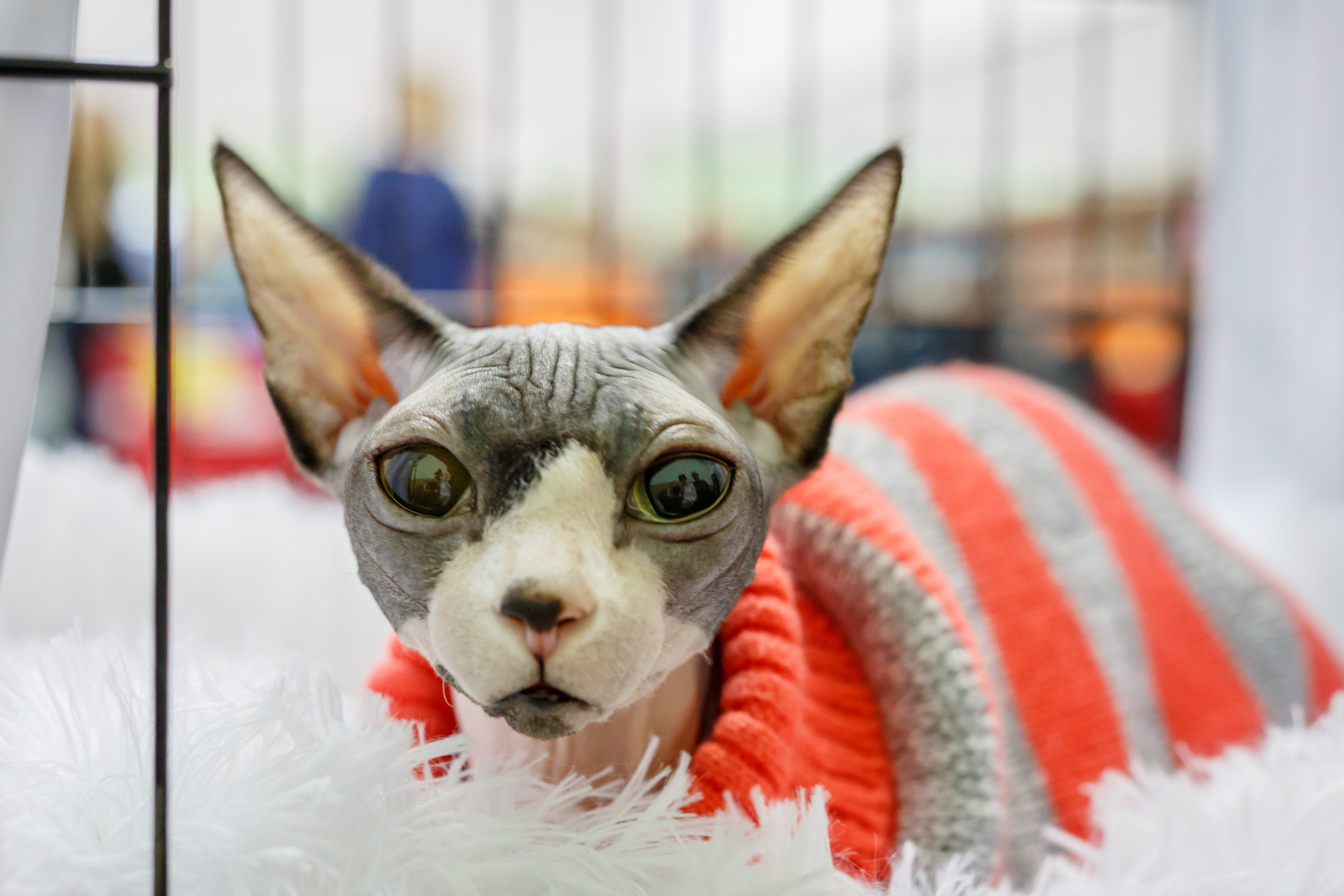 Кошки. Фотограф Сергей Старых. Мценск