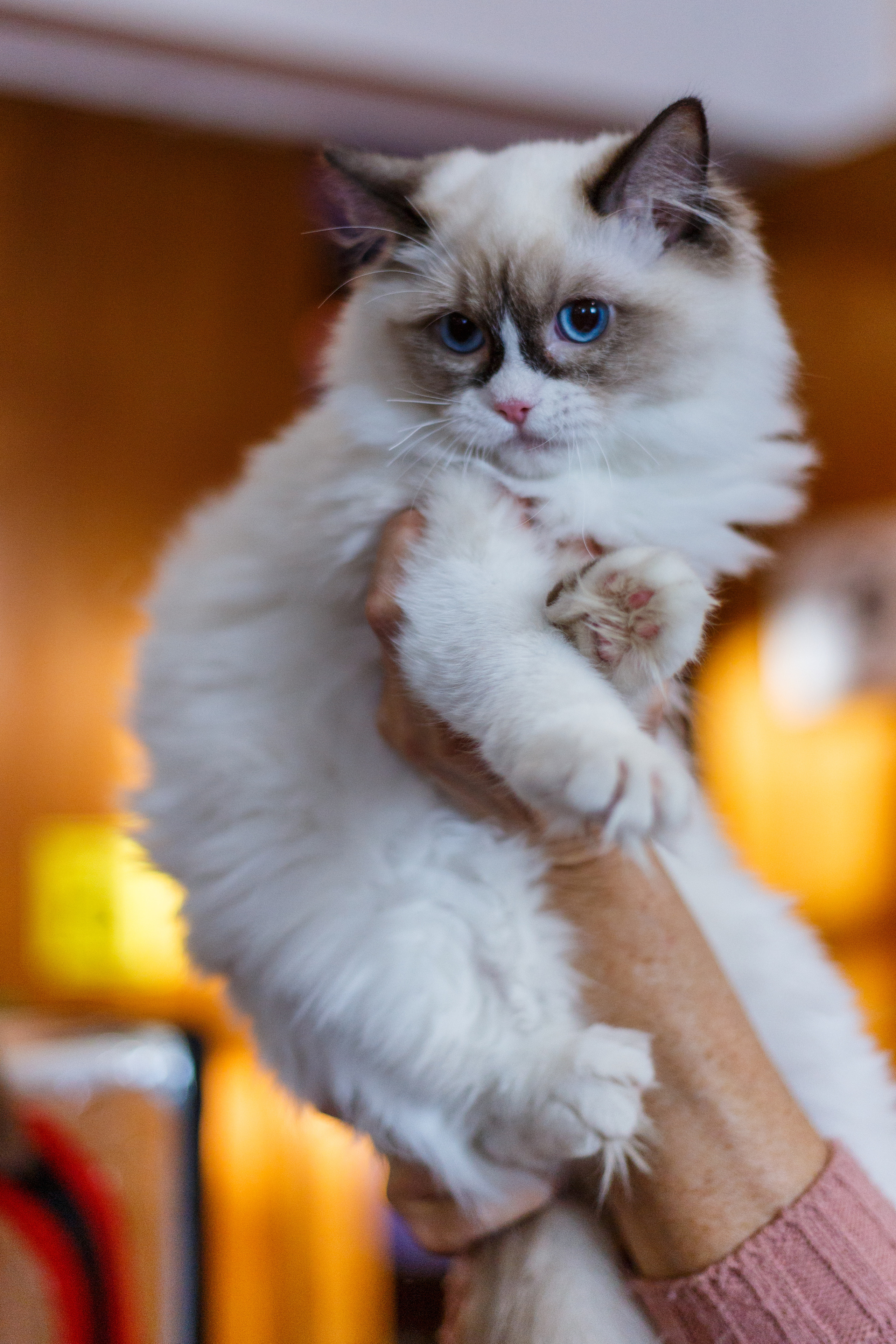 Кошки. Фотограф Сергей Старых. Мценск