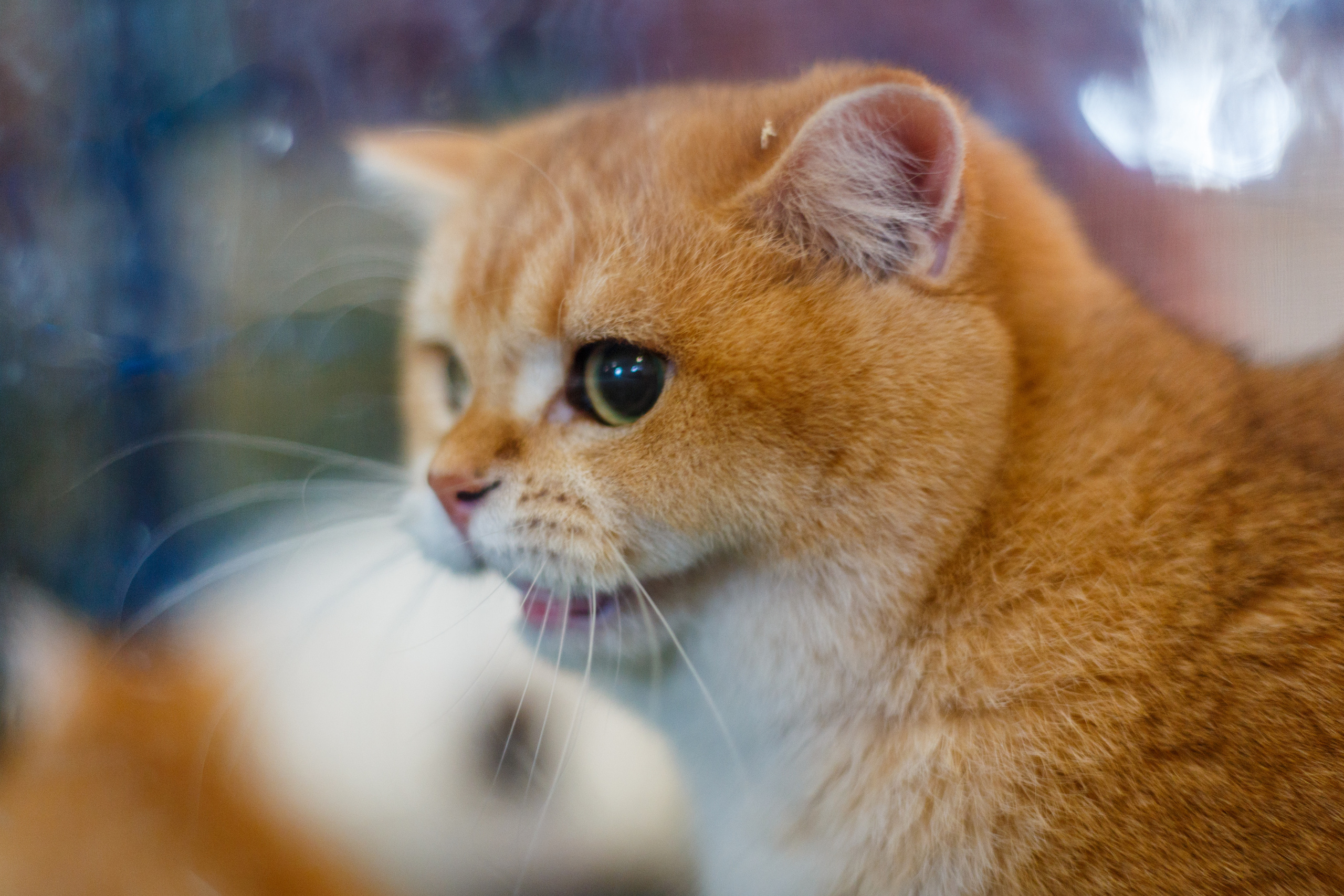 Кошки. Фотограф Сергей Старых. Мценск