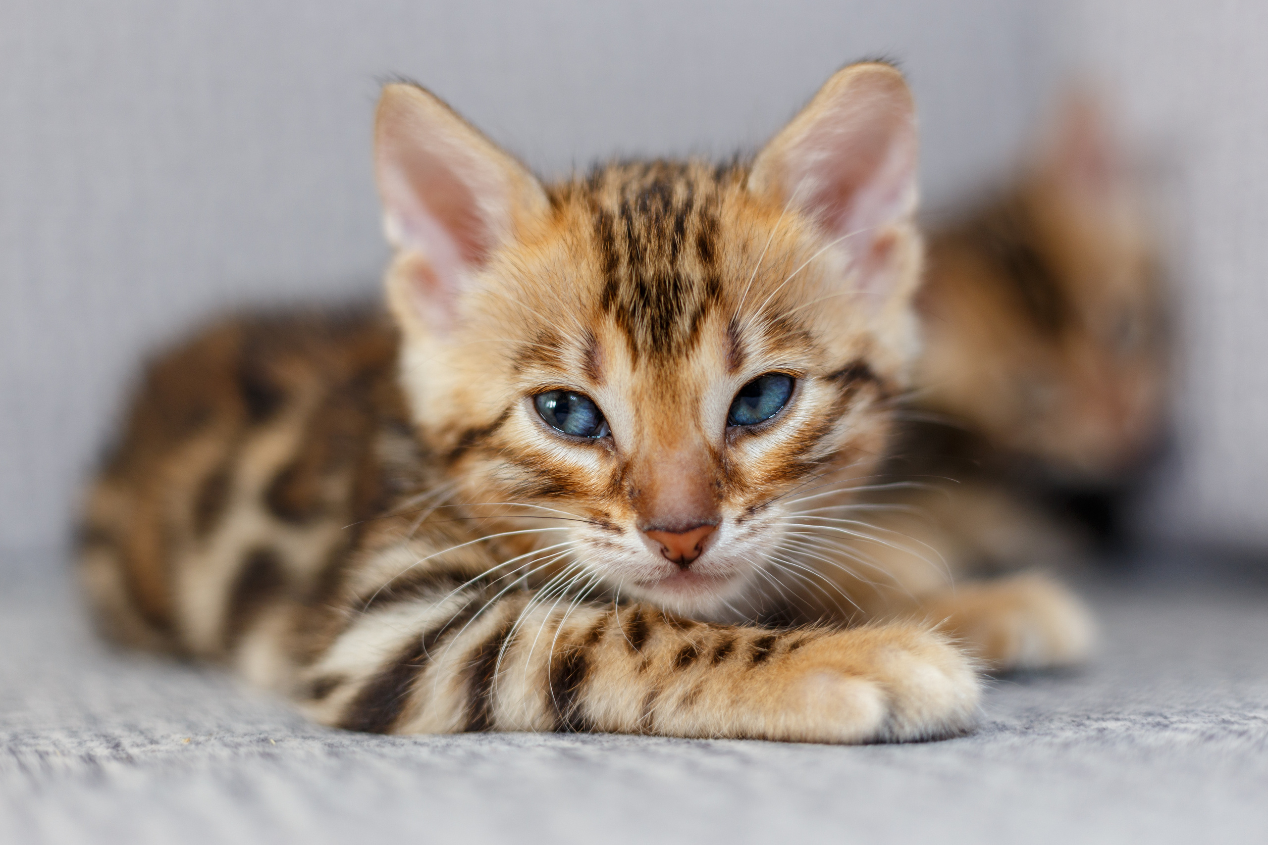 Кошки. Фотограф Сергей Старых. Мценск