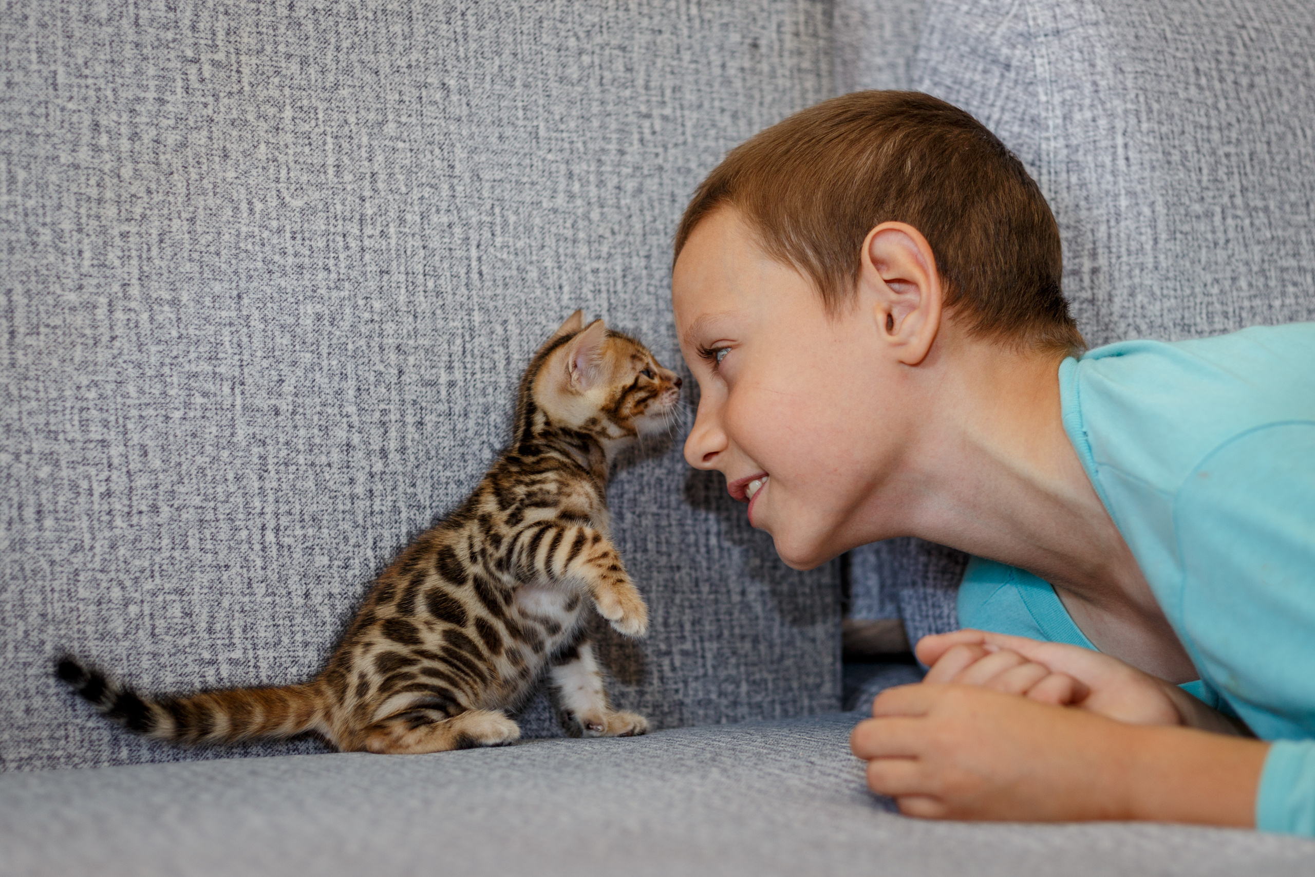 Кошки. Фотограф Сергей Старых. Мценск