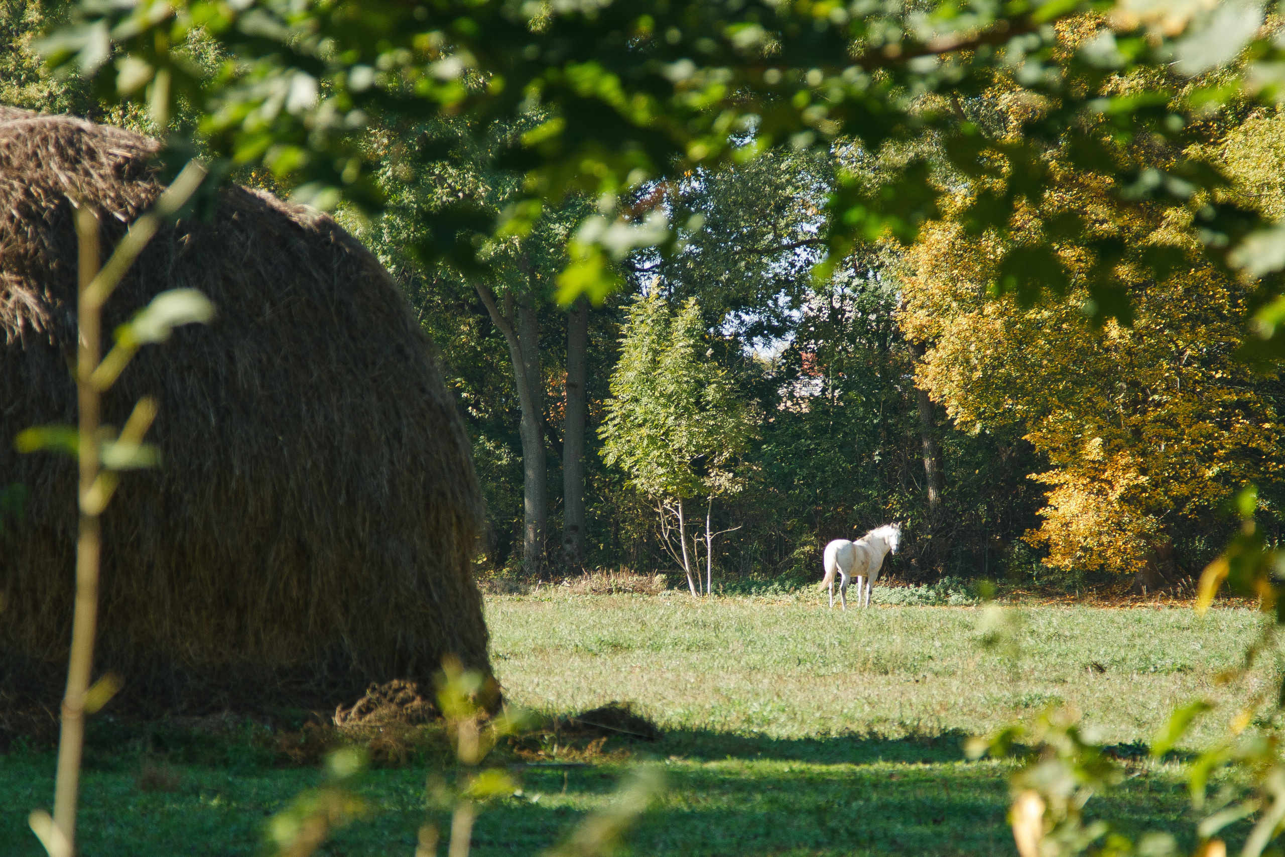 Пейзаж — Спасское-Лутовиново. Фотограф Сергей Старых. Мценск
