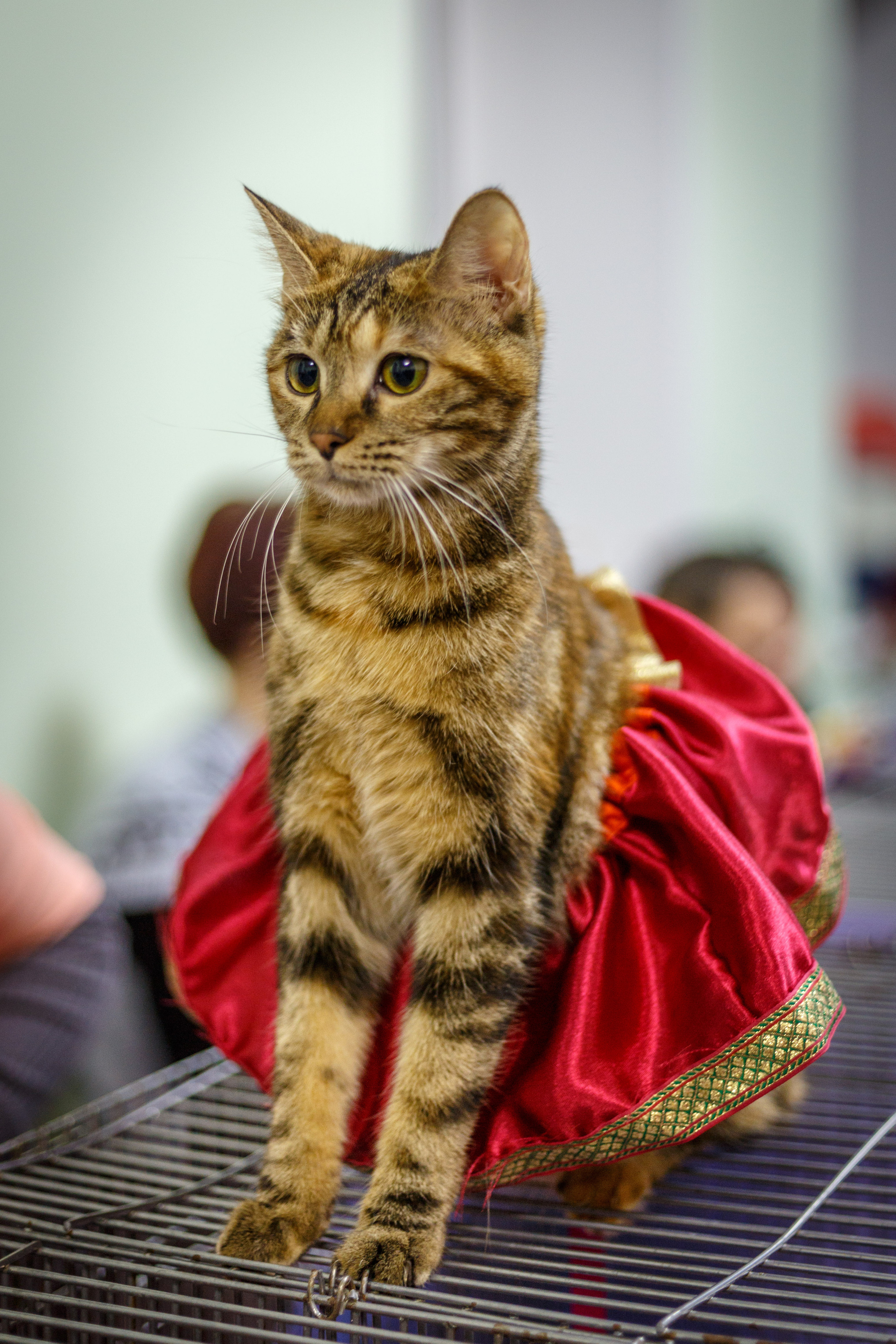 Кошки. Фотограф Сергей Старых. Мценск