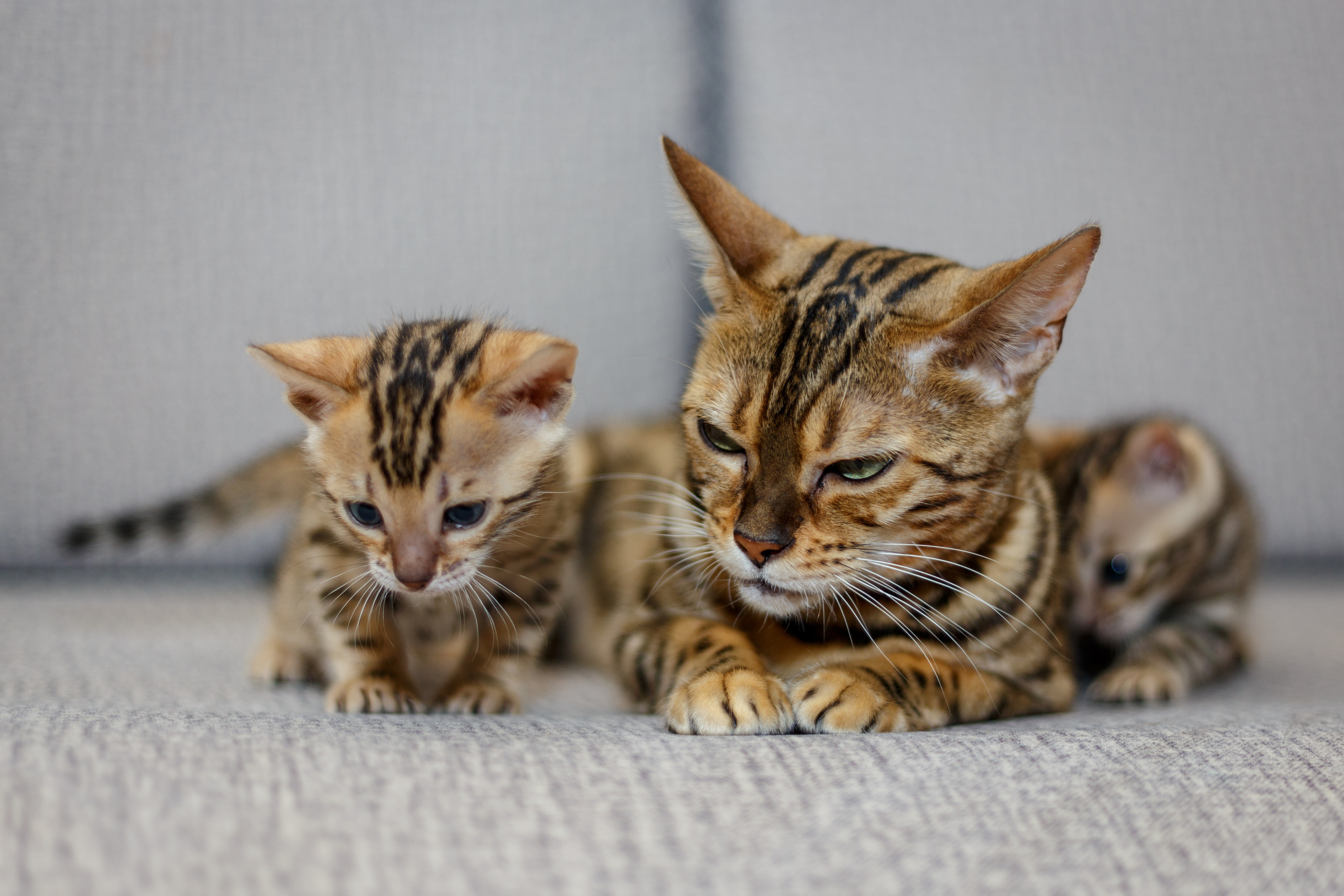 Кошки. Фотограф Сергей Старых. Мценск