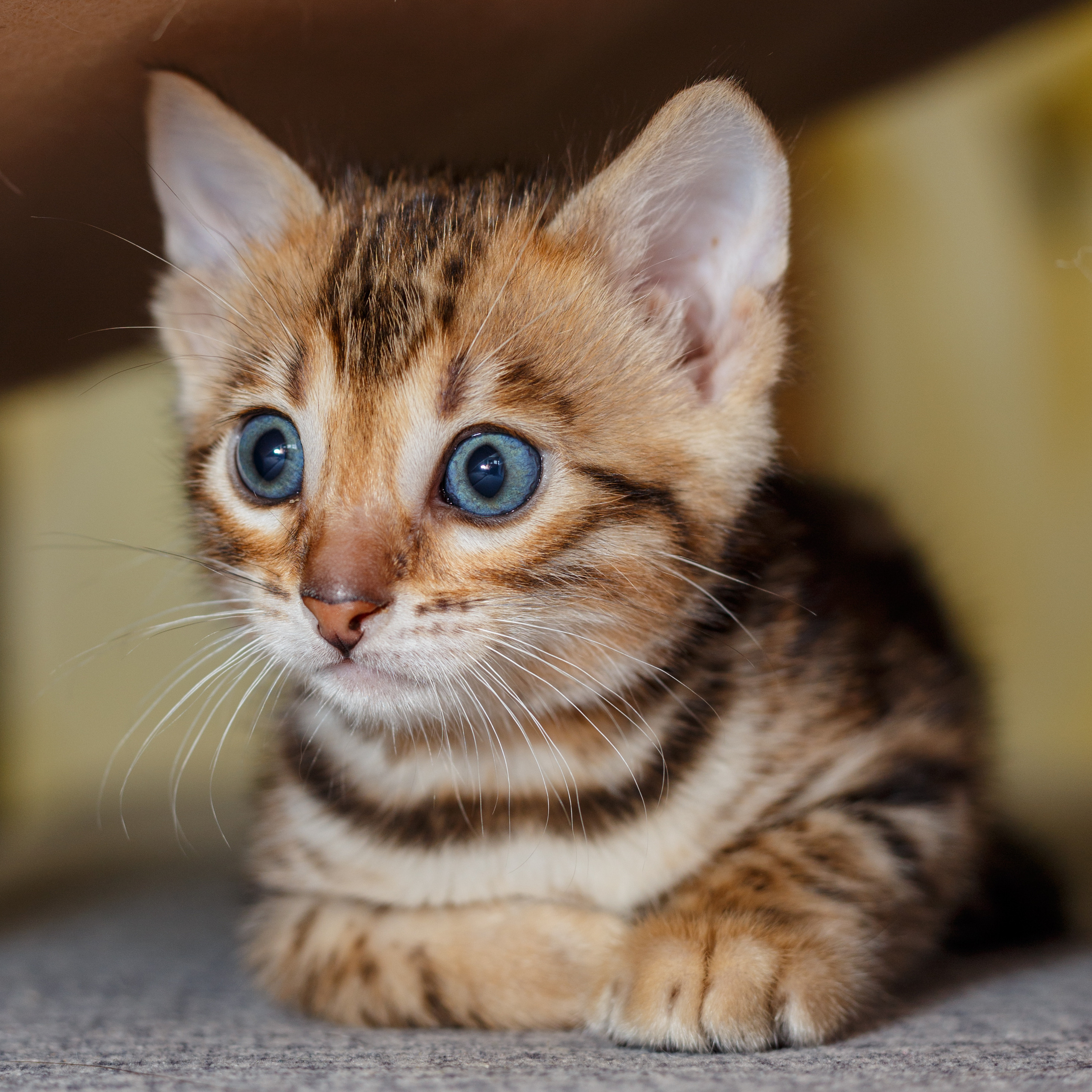 Кошки. Фотограф Сергей Старых. Мценск