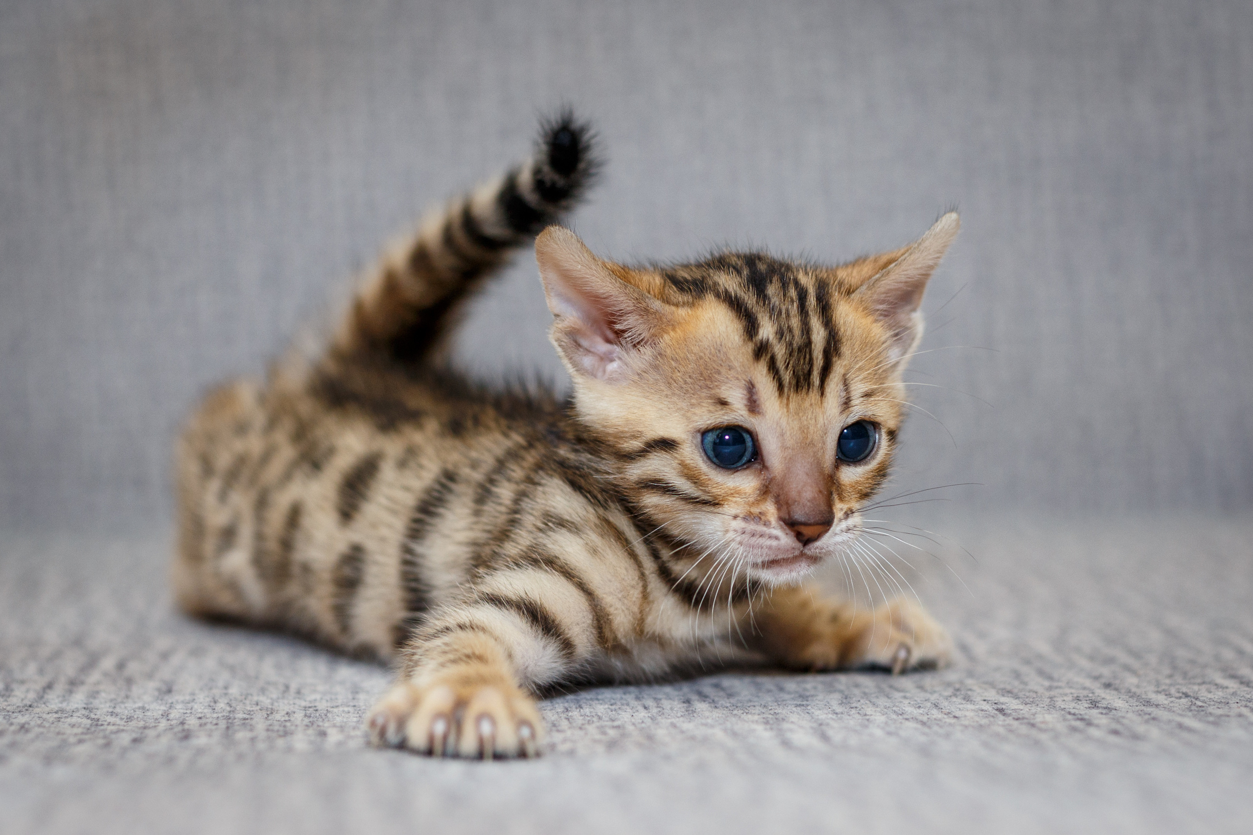 Кошки. Фотограф Сергей Старых. Мценск