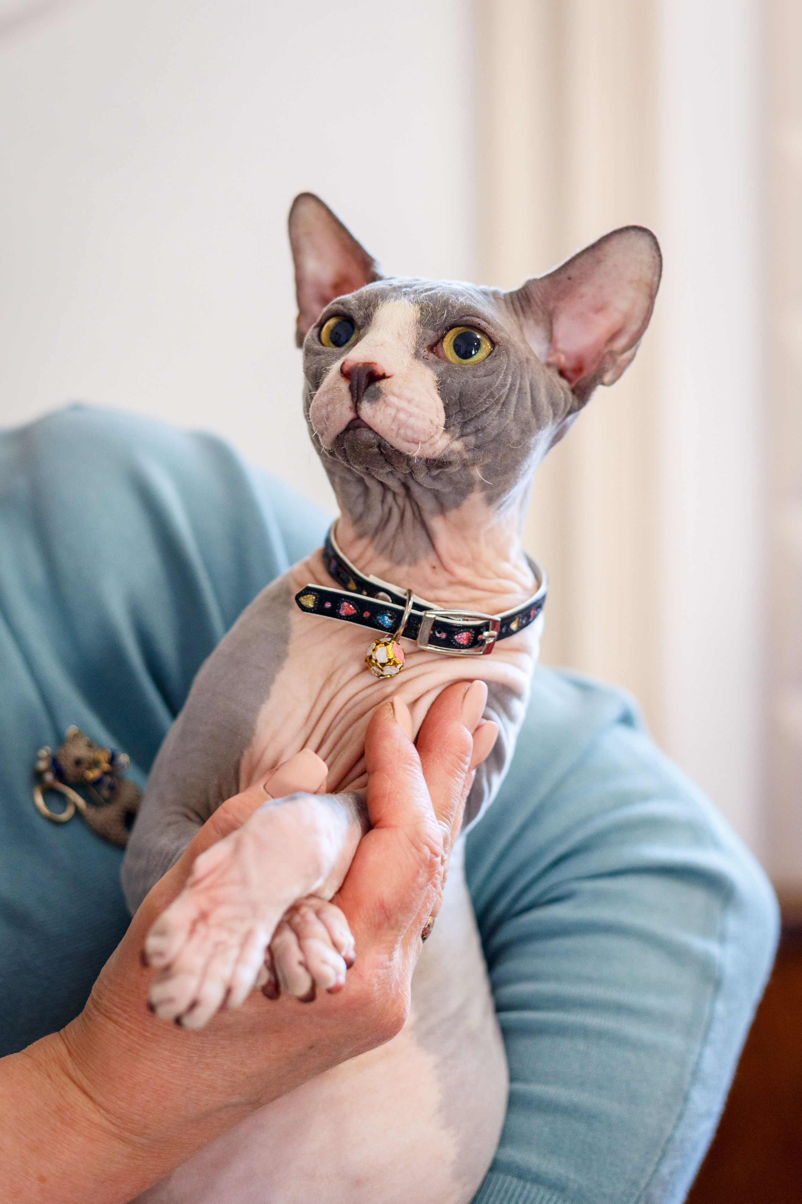 Кошки. Фотограф Сергей Старых. Мценск