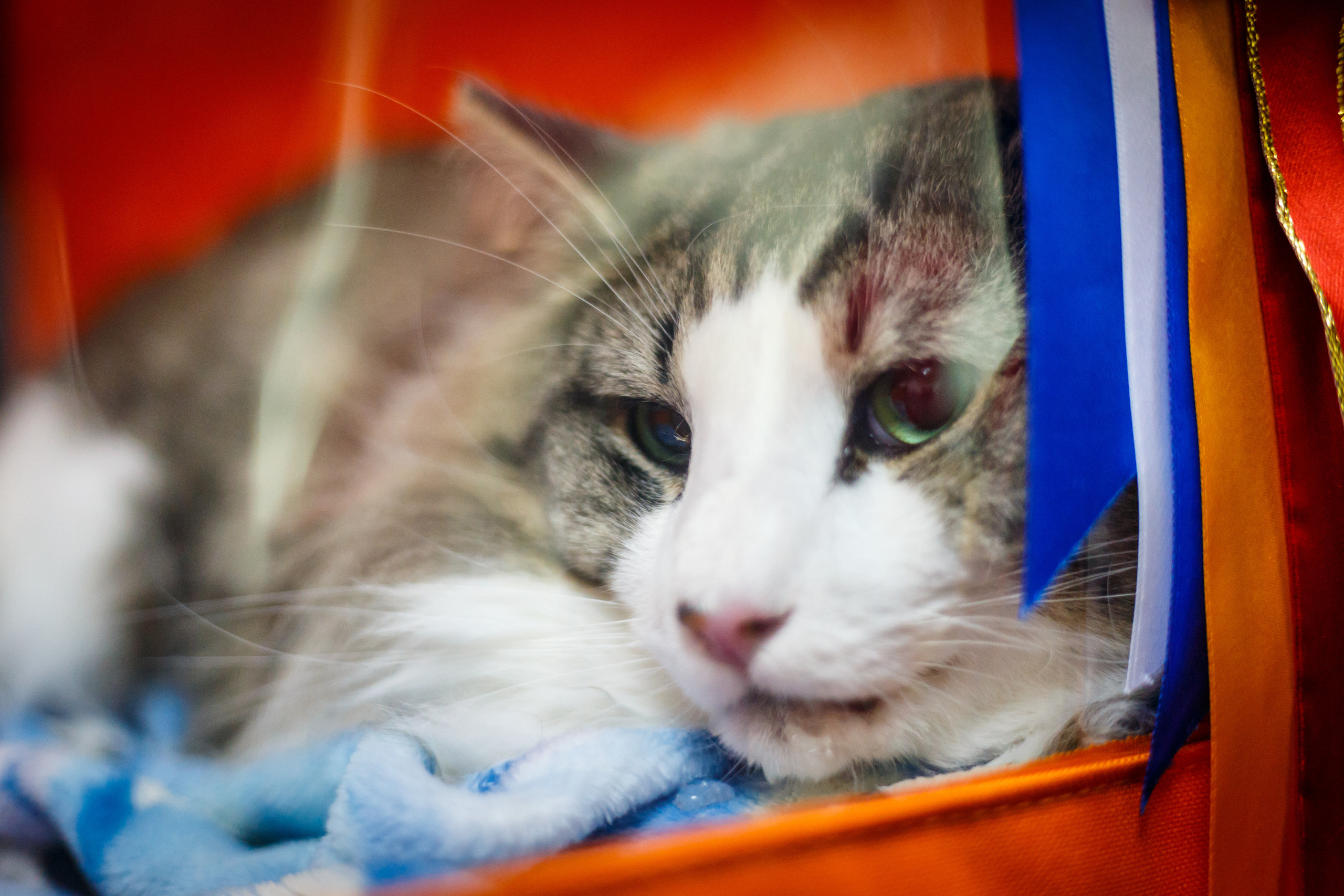 Кошки. Фотограф Сергей Старых. Мценск