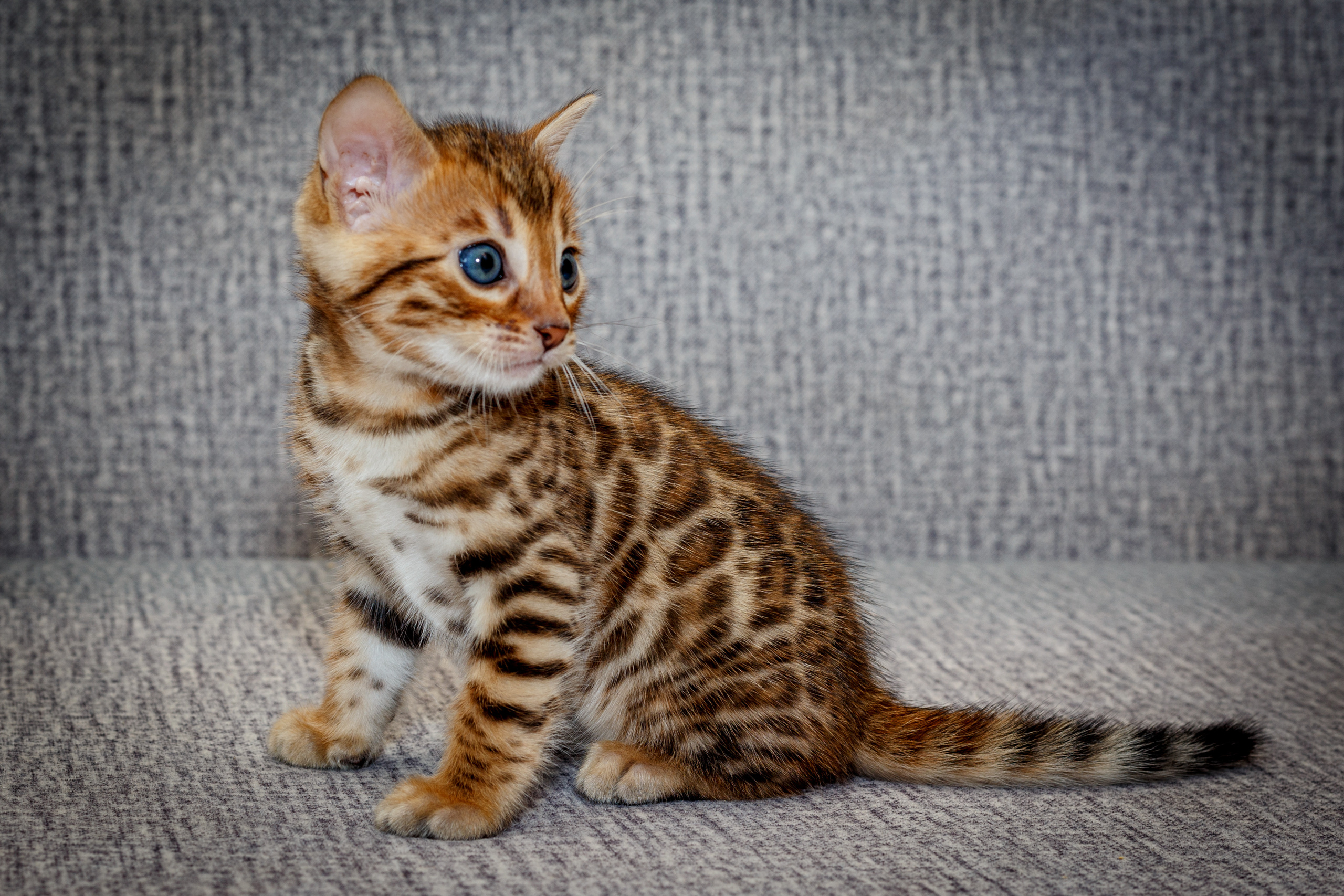 Кошки. Фотограф Сергей Старых. Мценск