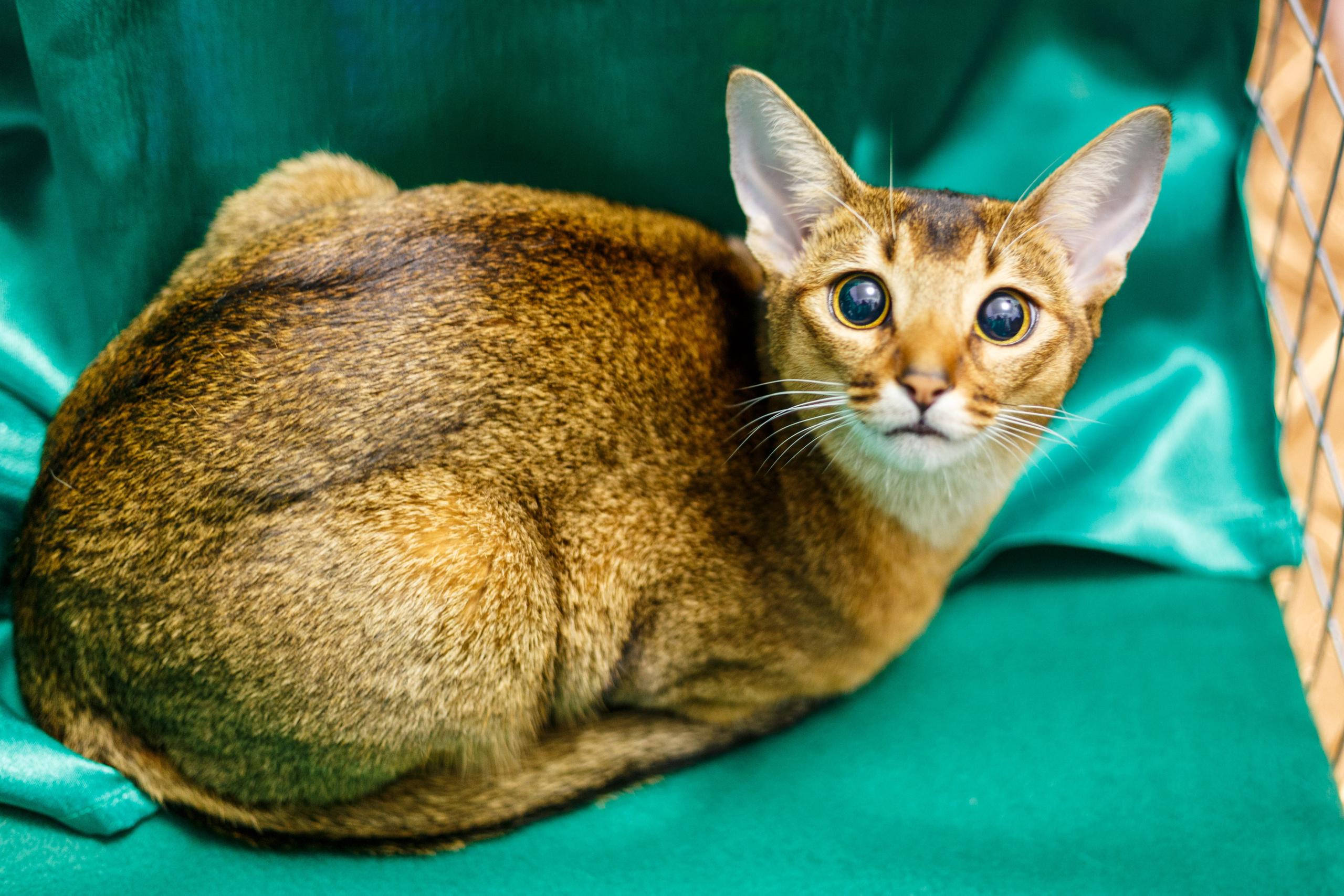 Кошки. Фотограф Сергей Старых. Мценск