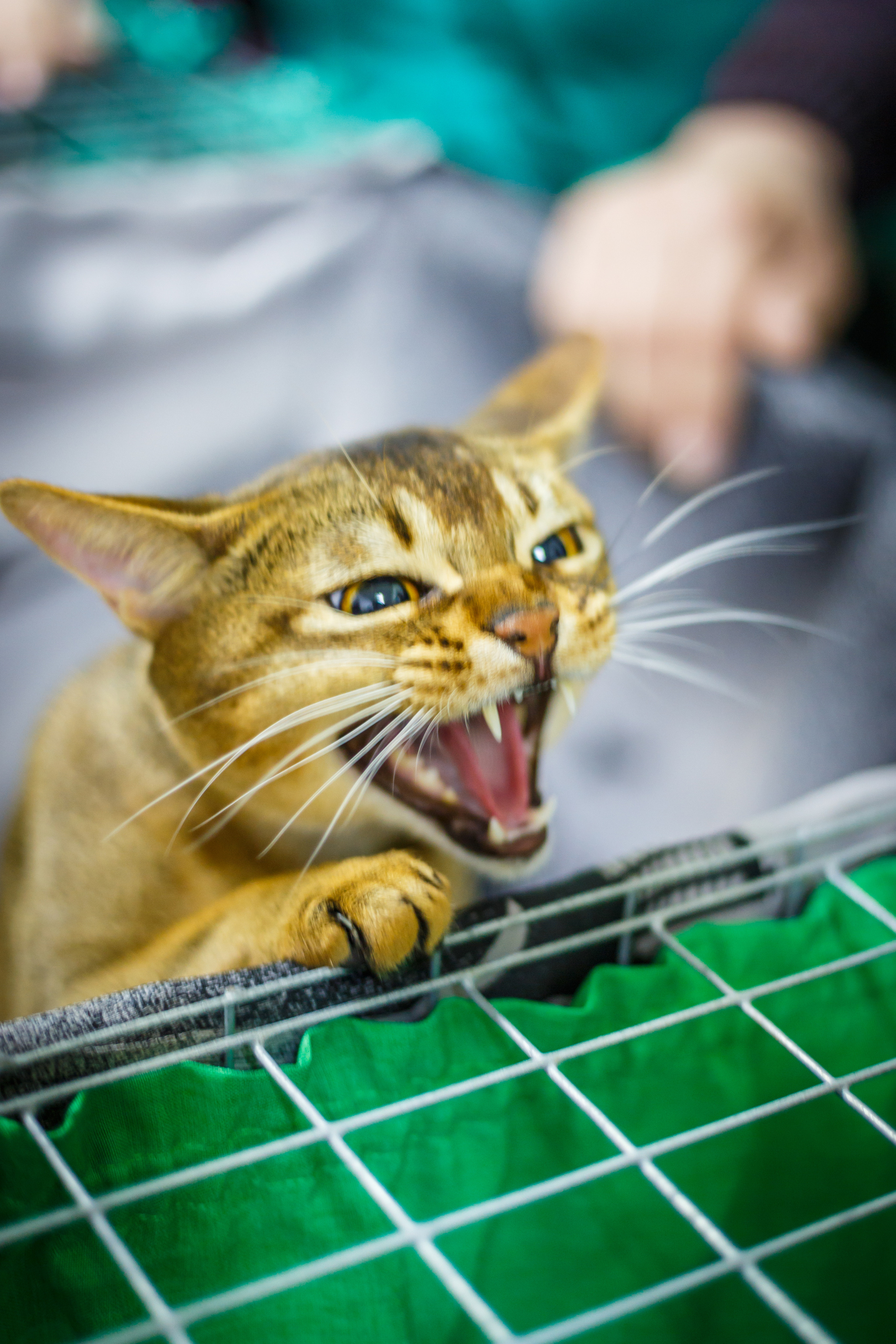 Кошки. Фотограф Сергей Старых. Мценск