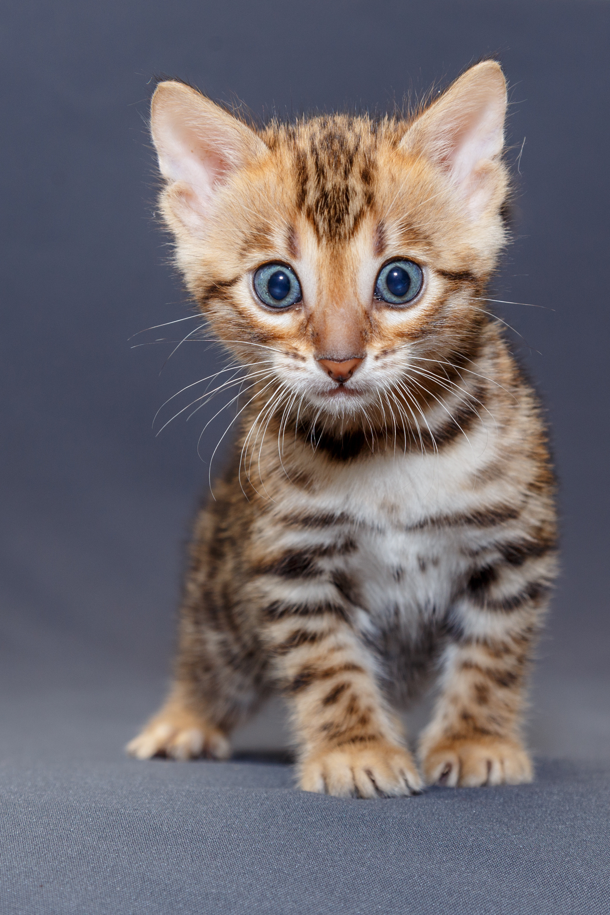 Кошки. Фотограф Сергей Старых. Мценск