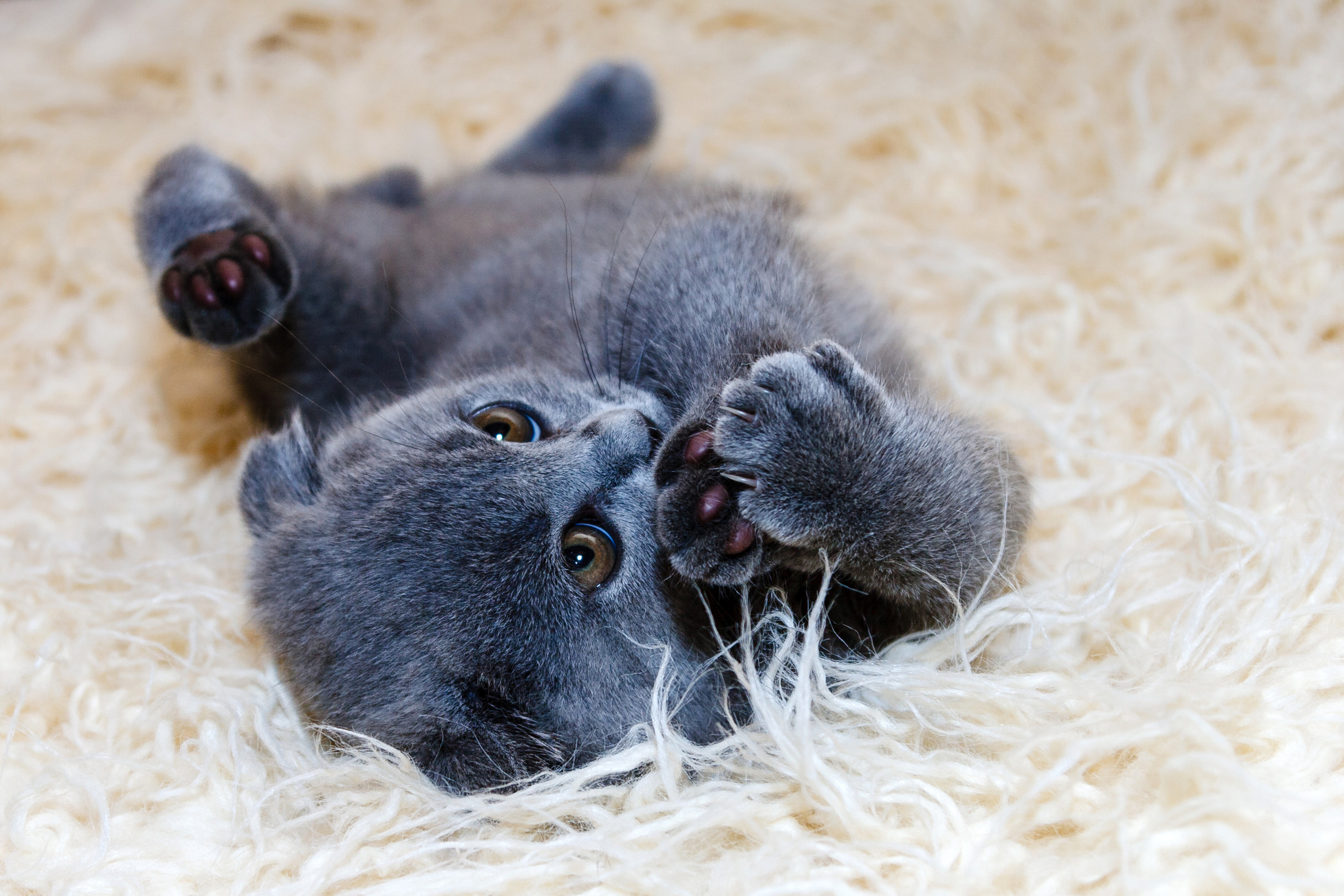 Кошки. Фотограф Сергей Старых. Мценск
