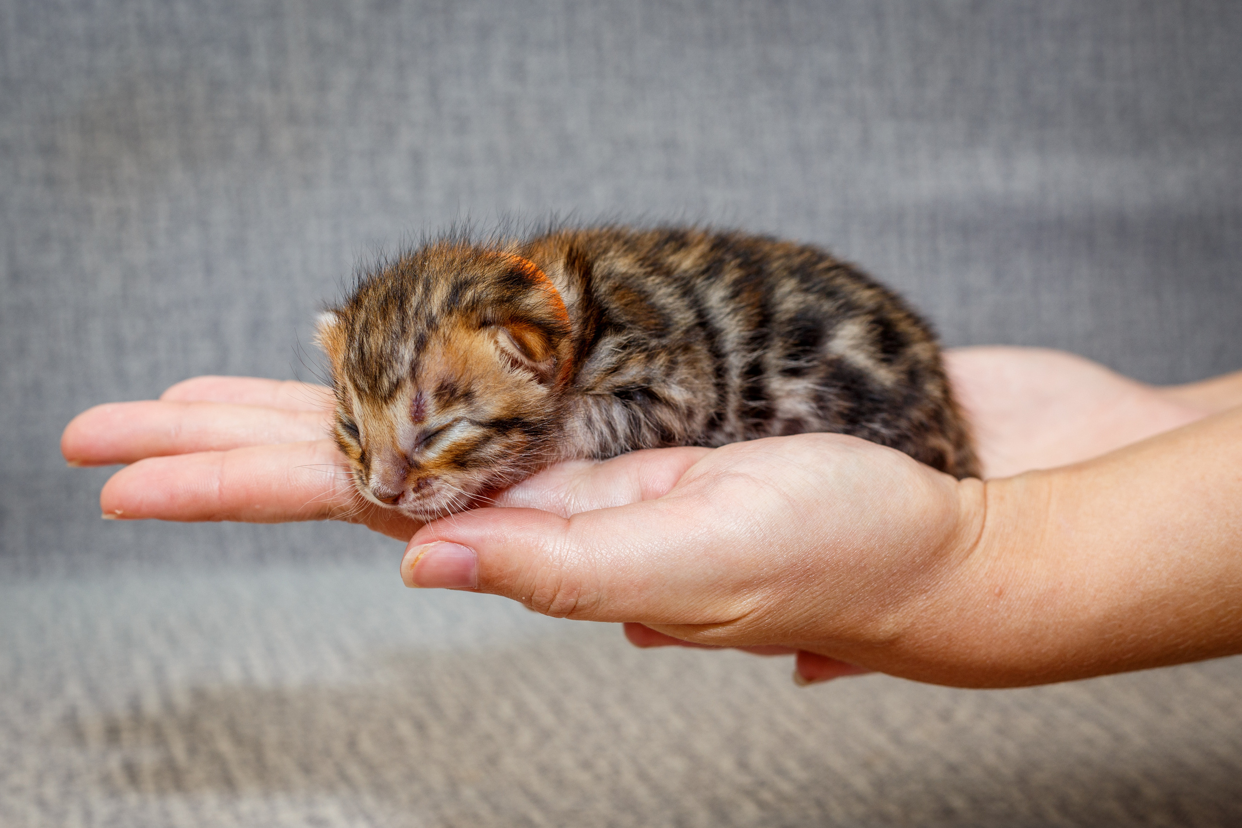 Кошки. Фотограф Сергей Старых. Мценск