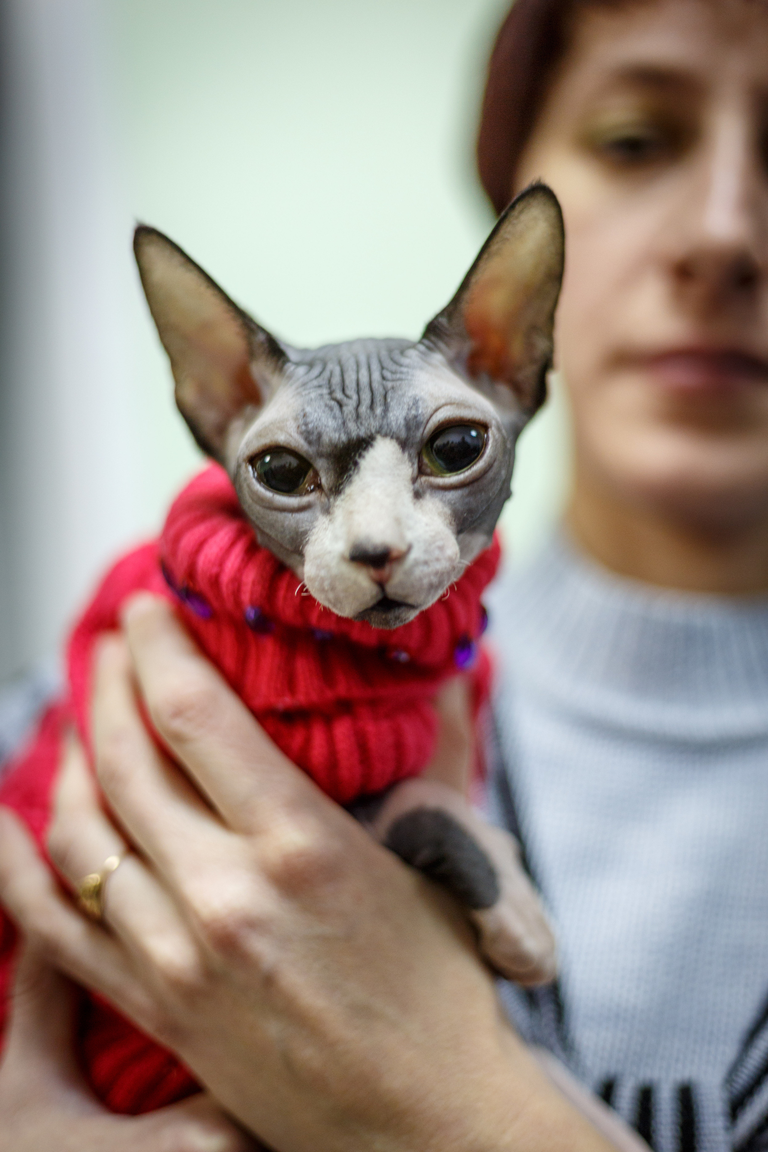 Кошки. Фотограф Сергей Старых. Мценск