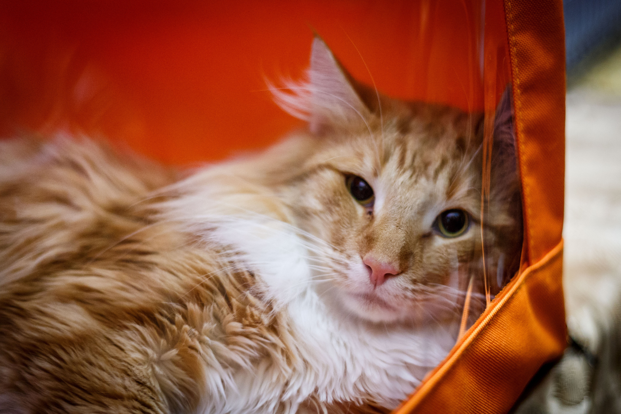 Кошки. Фотограф Сергей Старых. Мценск