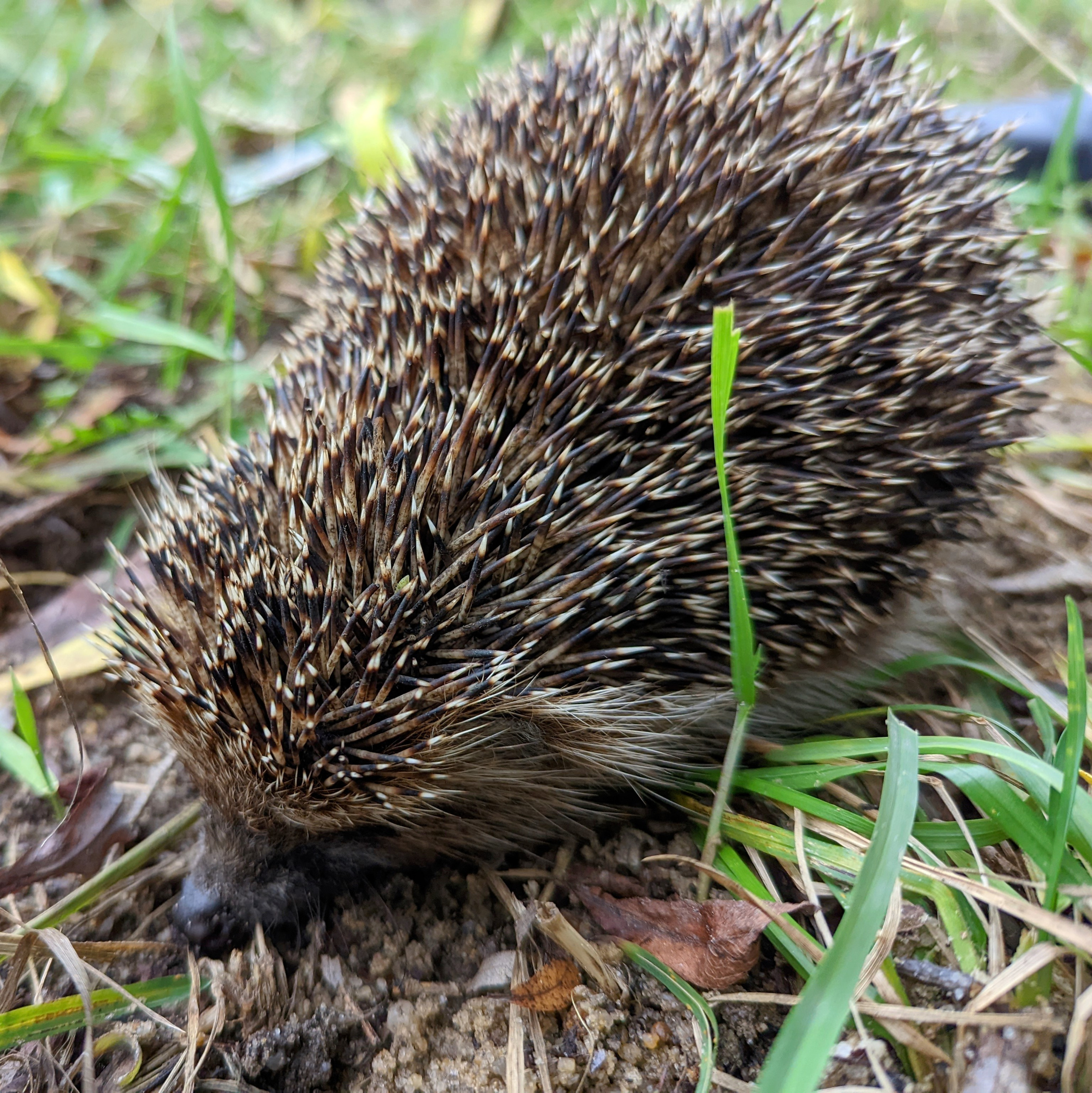Мобильная фотография. Фотограф Сергей Старых. Мценск