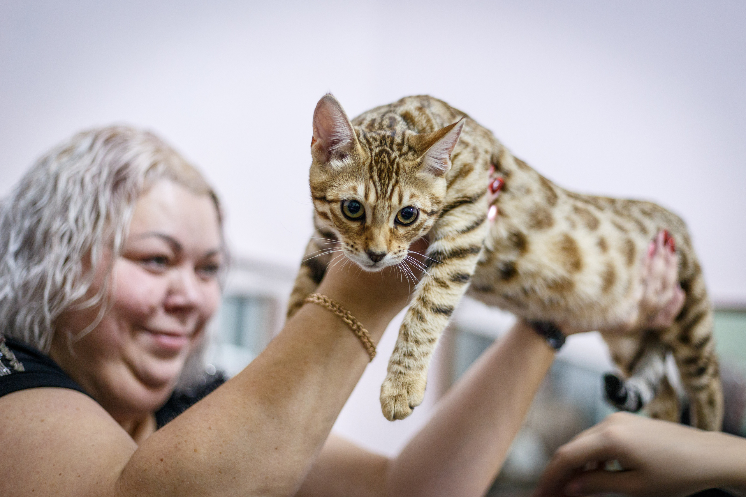Кошки. Фотограф Сергей Старых. Мценск