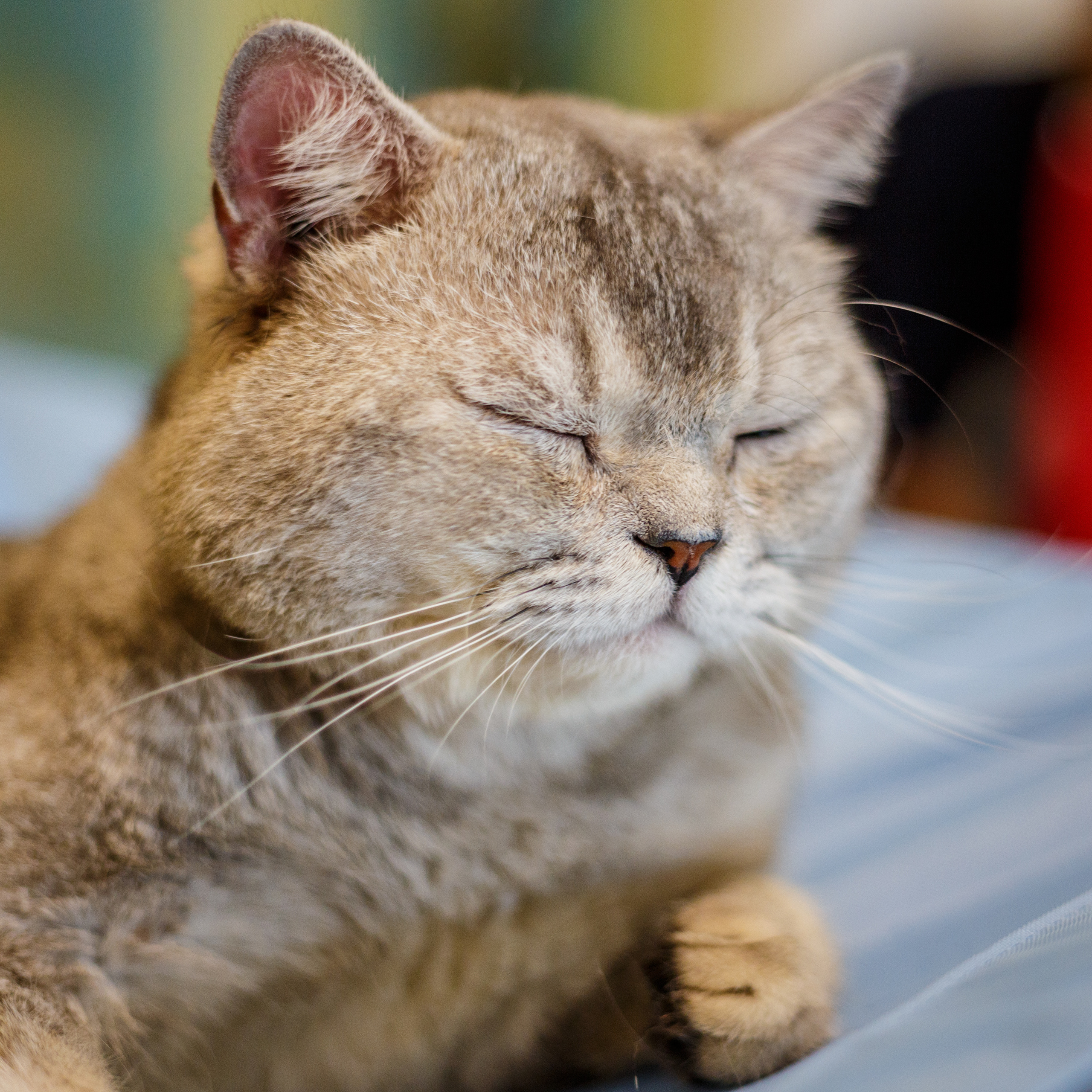 Кошки. Фотограф Сергей Старых. Мценск