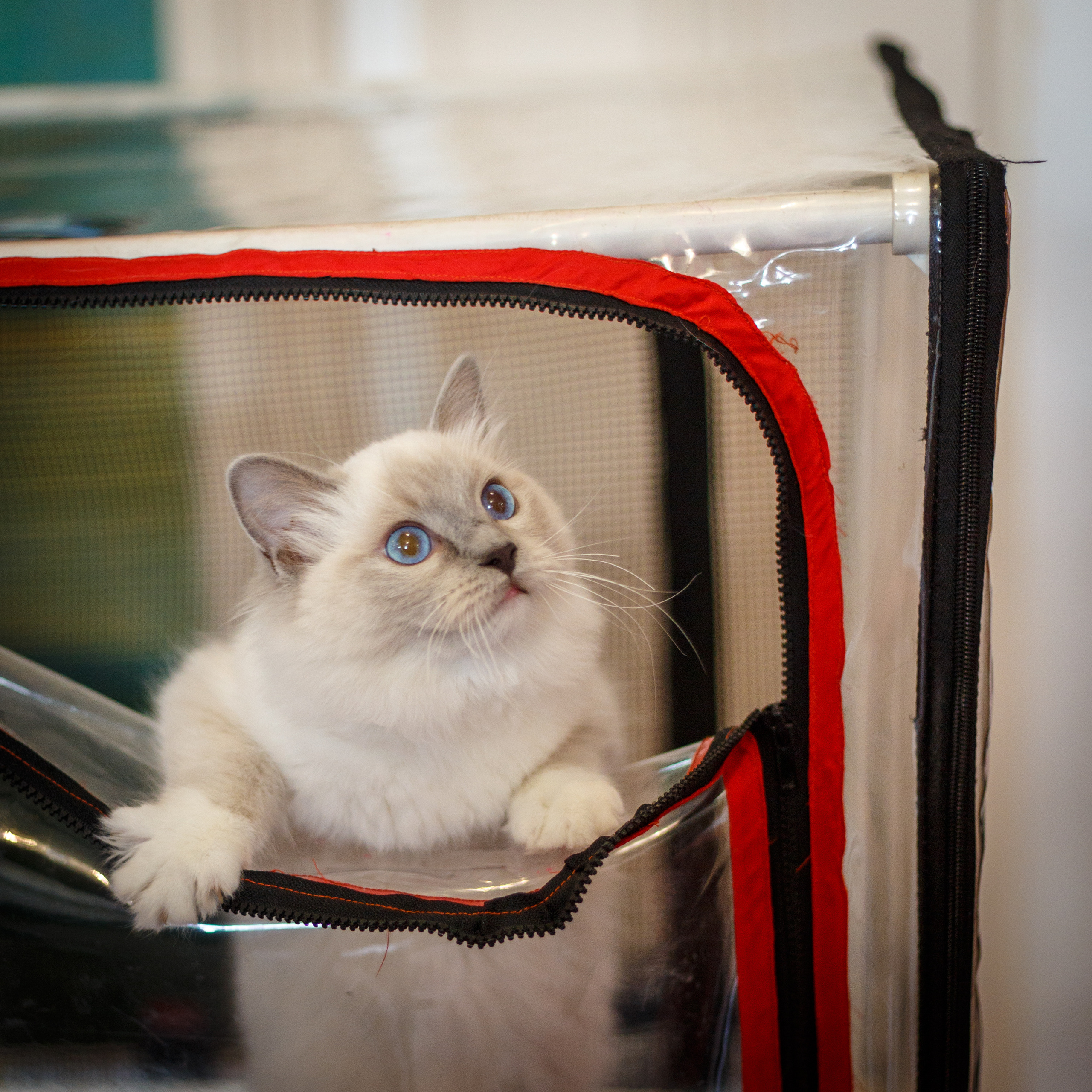 Кошки. Фотограф Сергей Старых. Мценск