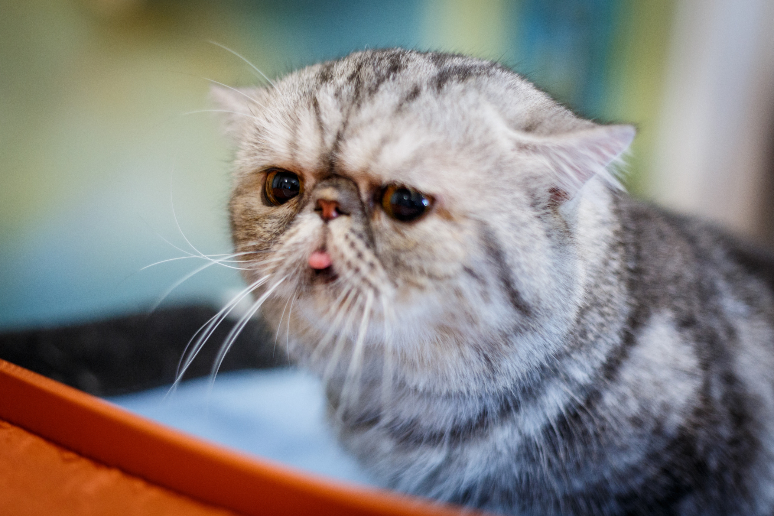 Кошки. Фотограф Сергей Старых. Мценск