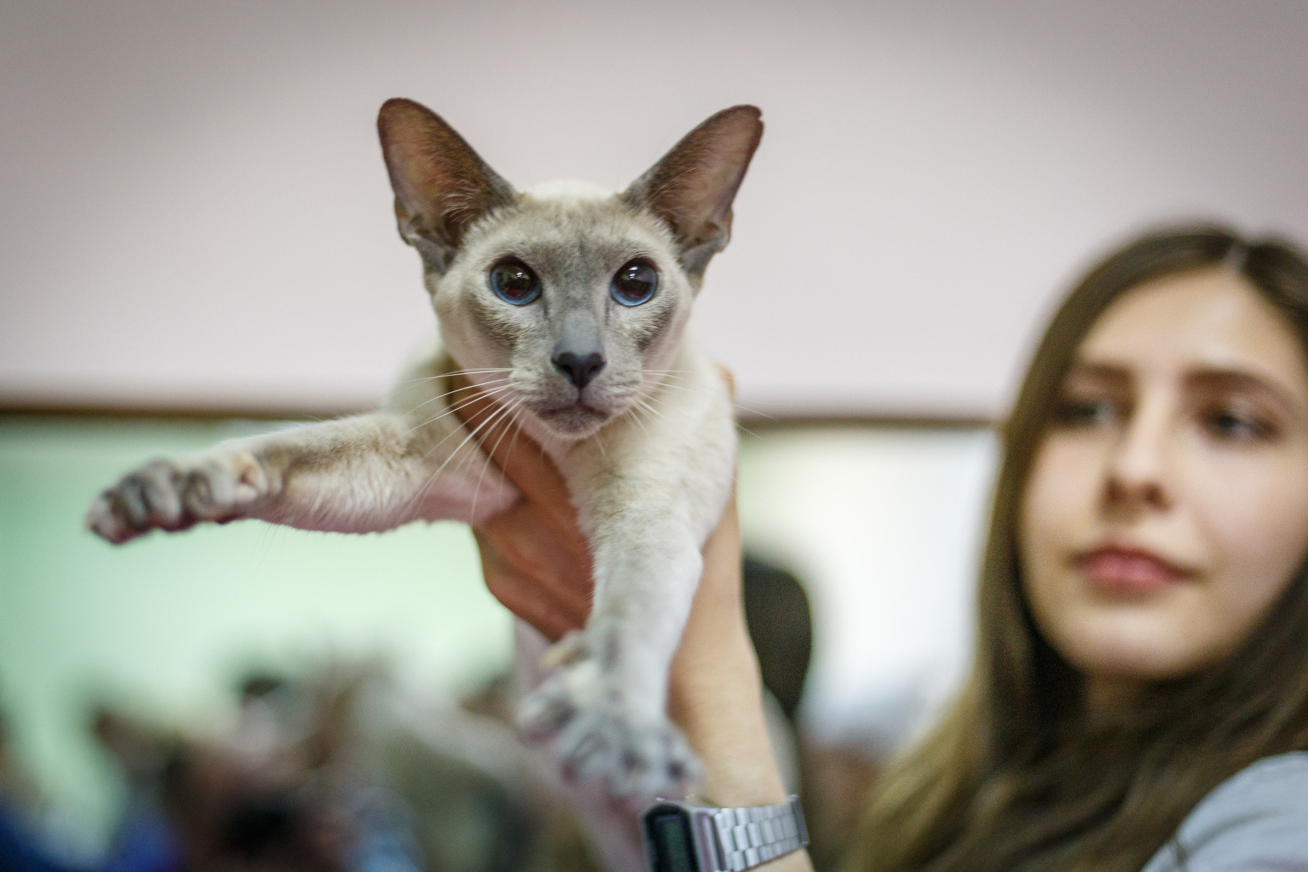 Кошки. Фотограф Сергей Старых. Мценск