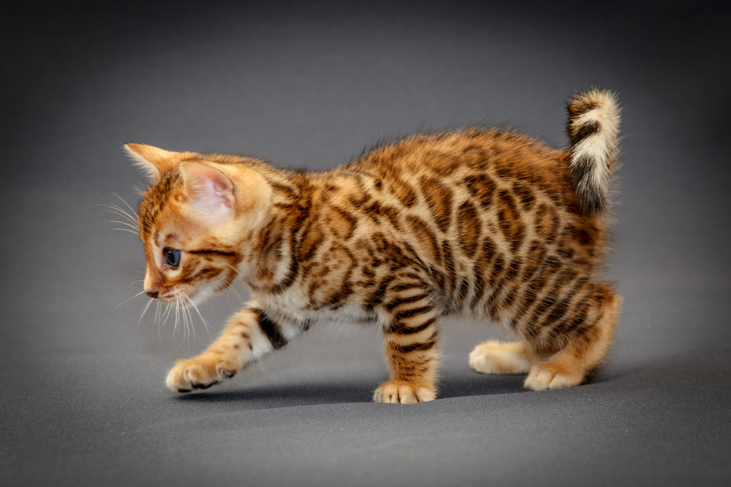 Кошки. Фотограф Сергей Старых. Мценск