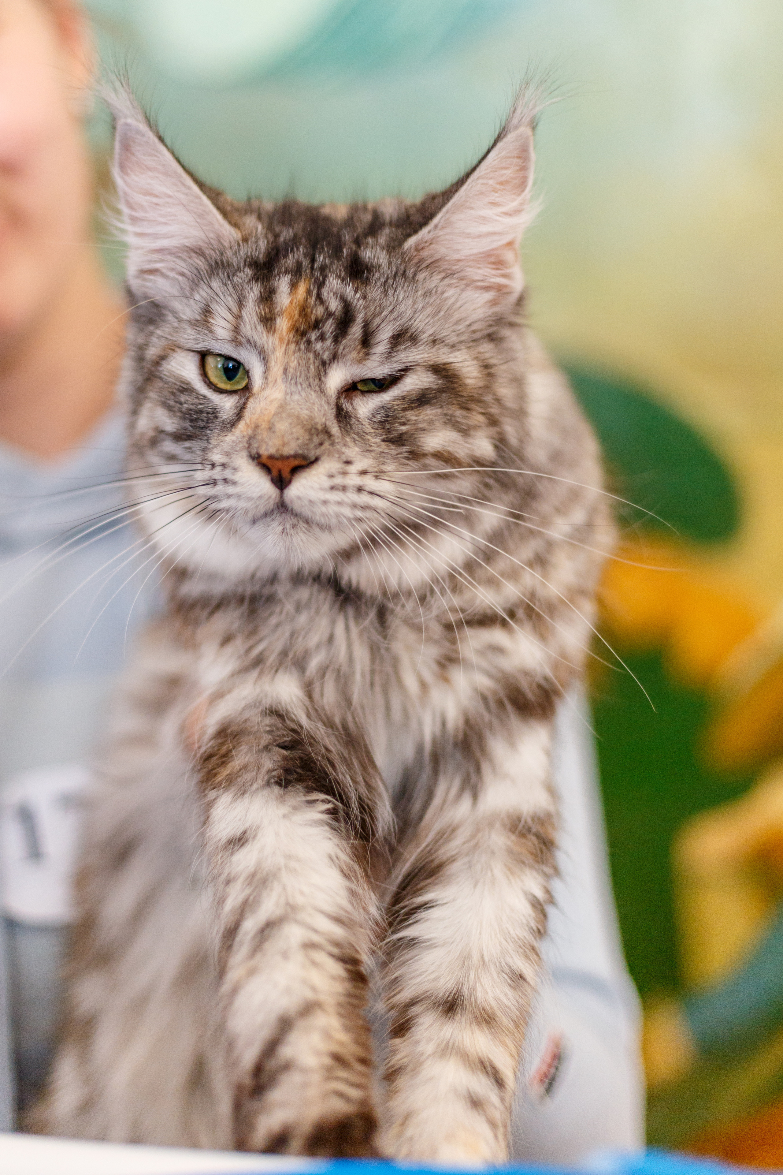 Кошки. Фотограф Сергей Старых. Мценск