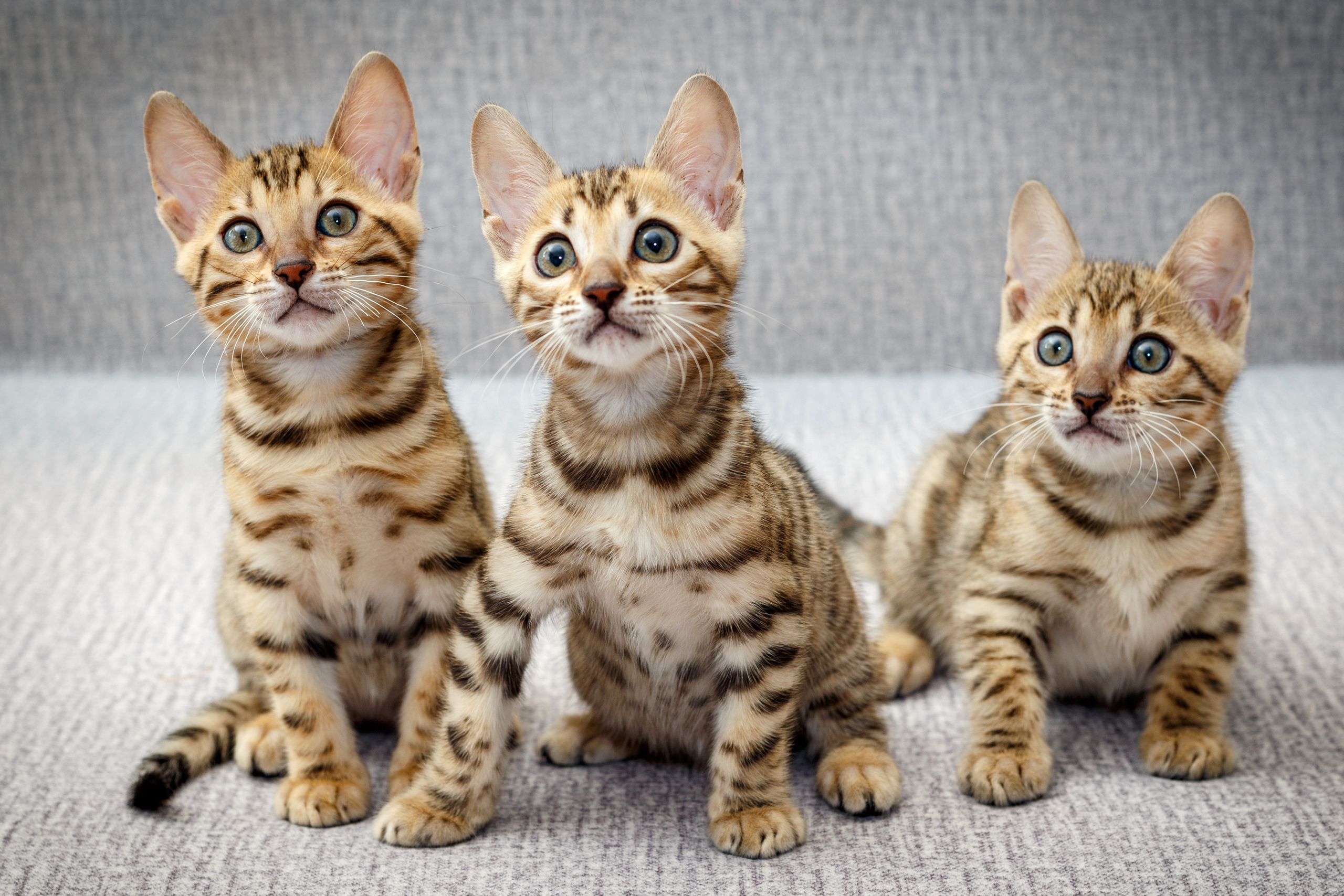 Кошки. Фотограф Сергей Старых. Мценск