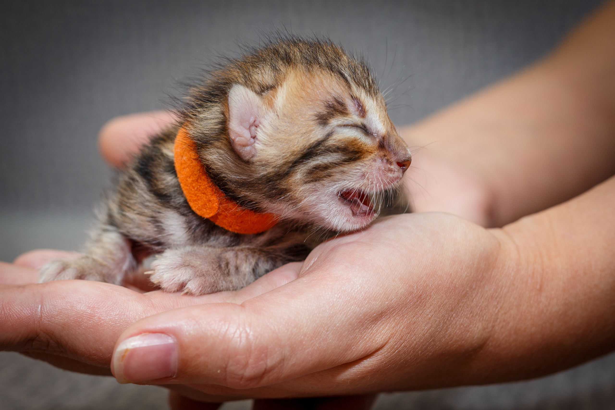 Кошки. Фотограф Сергей Старых. Мценск