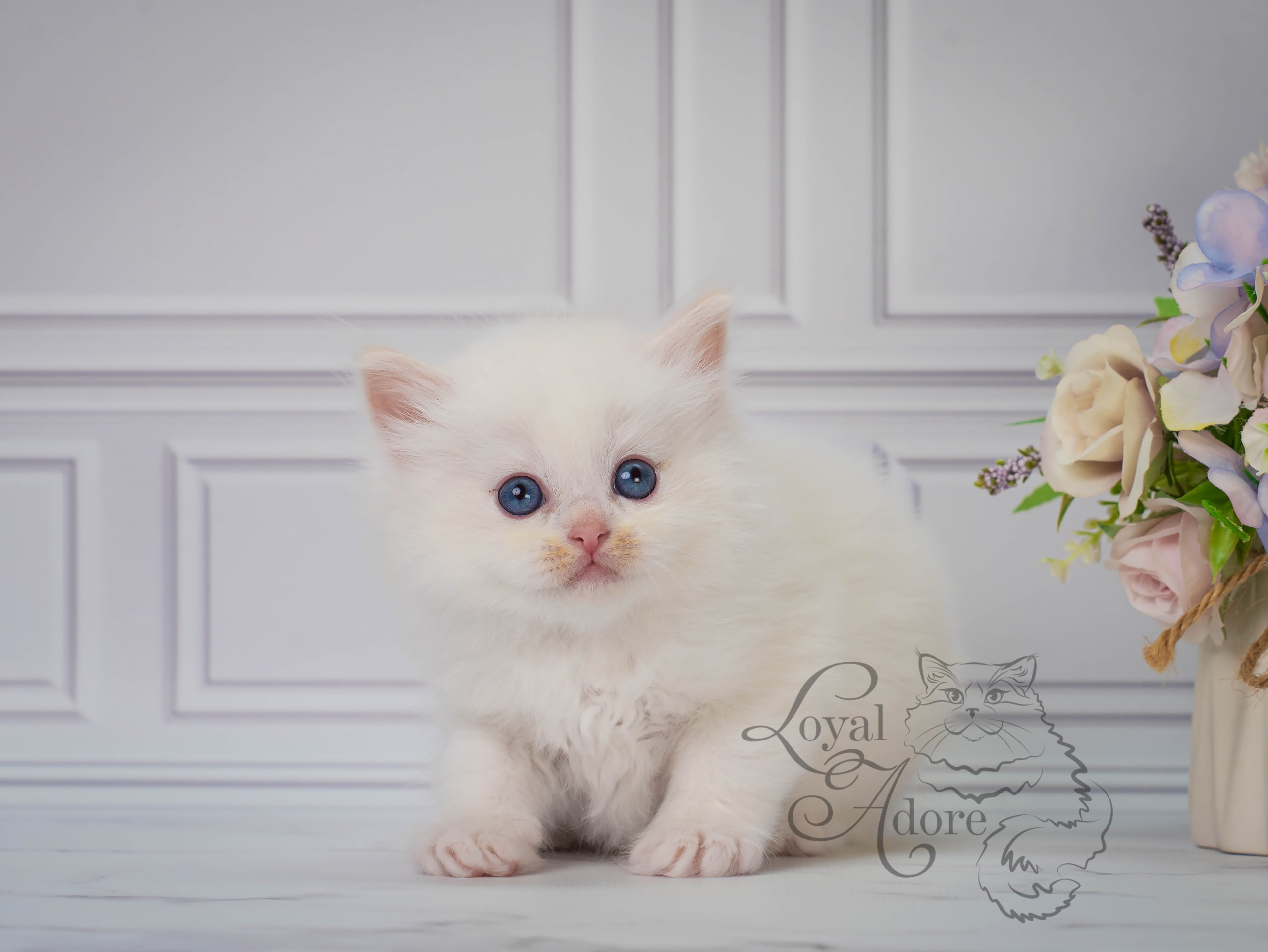 Все свободные котята. Питомник рэгдолл Loyal Adore