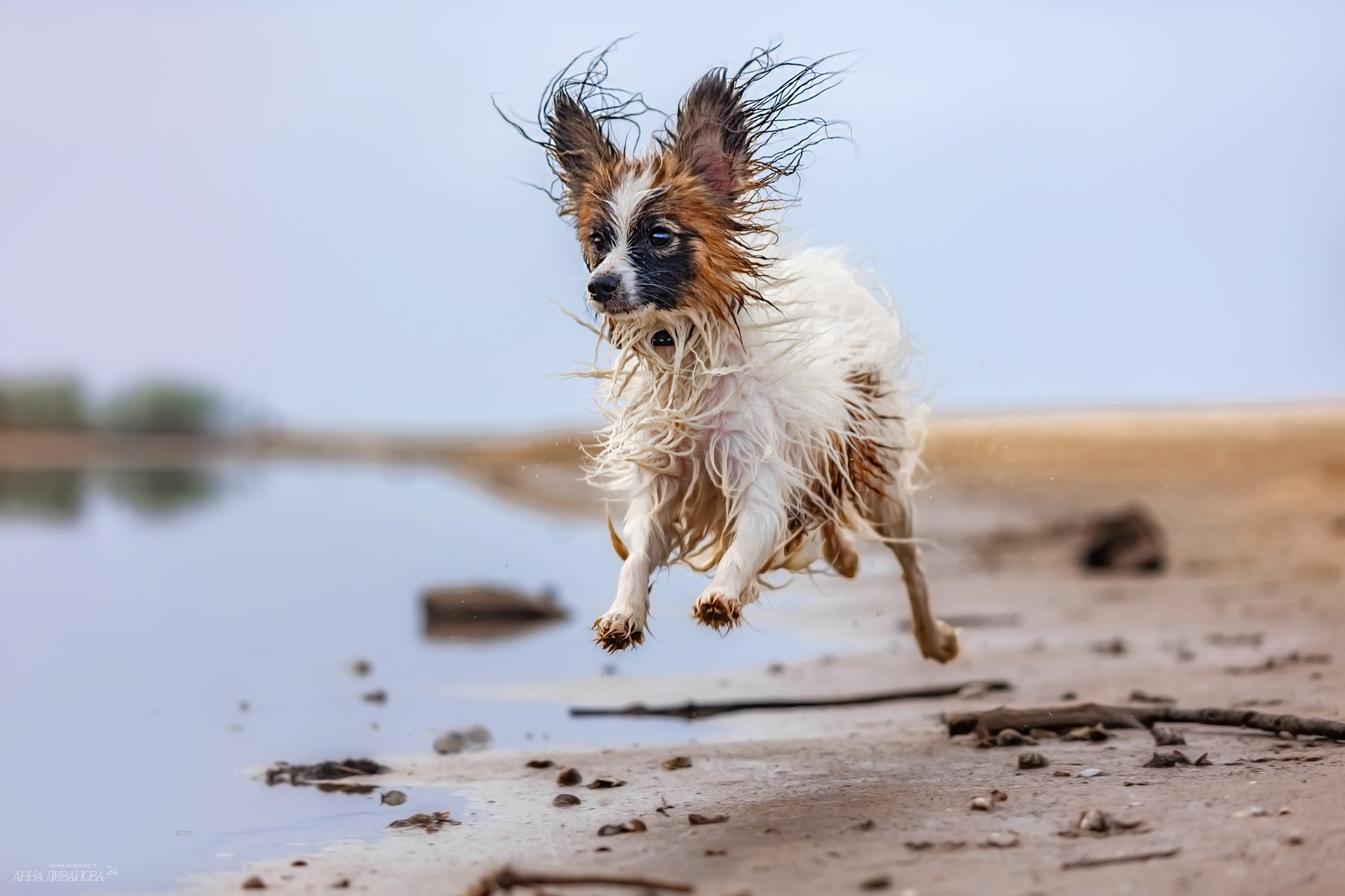 Хьюстон. Фотограф анималист Аня Ливанова | Рыбинск