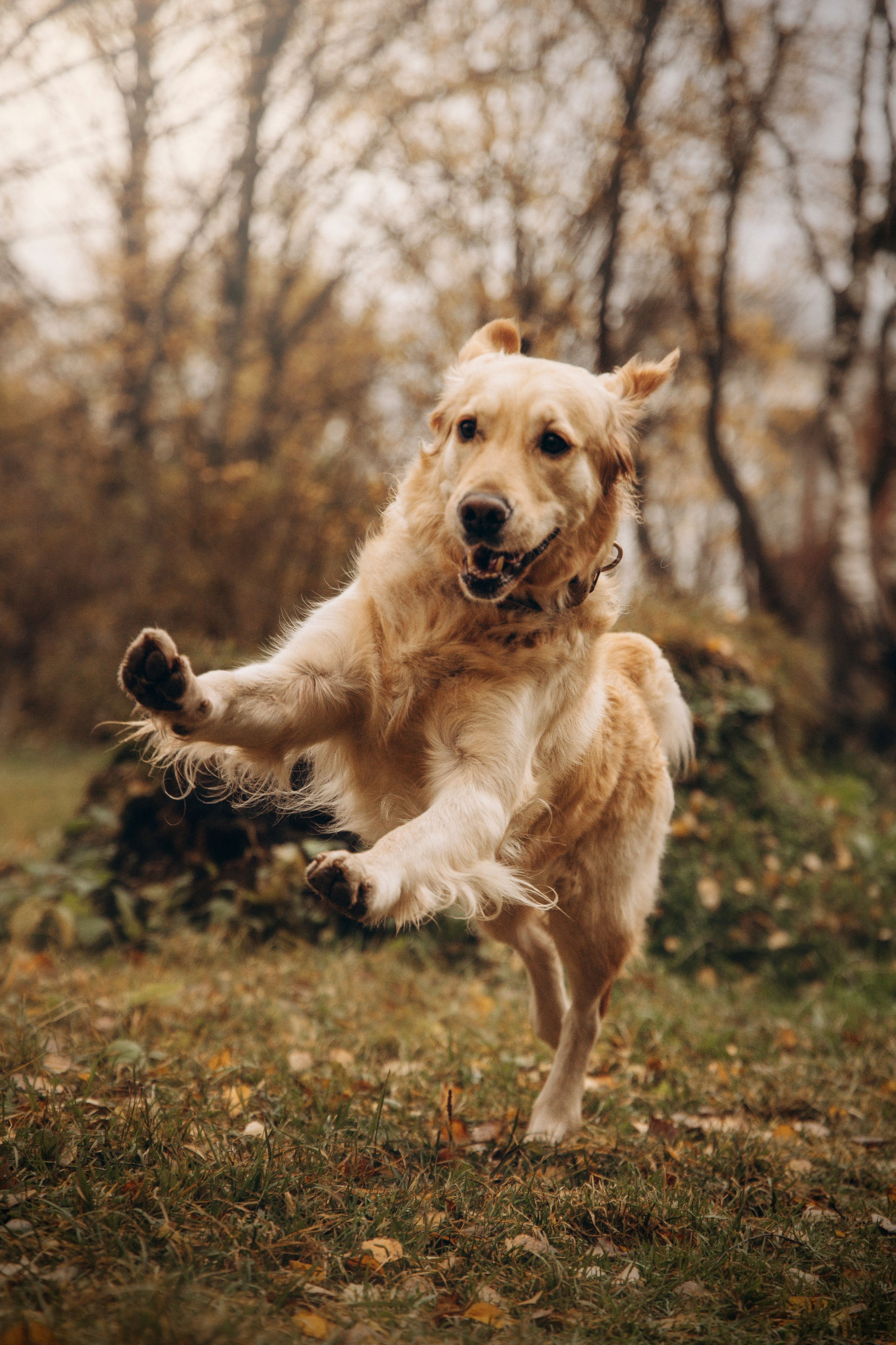 Марина и Чили. Фотограф — Анималист | Санкт-Петербург