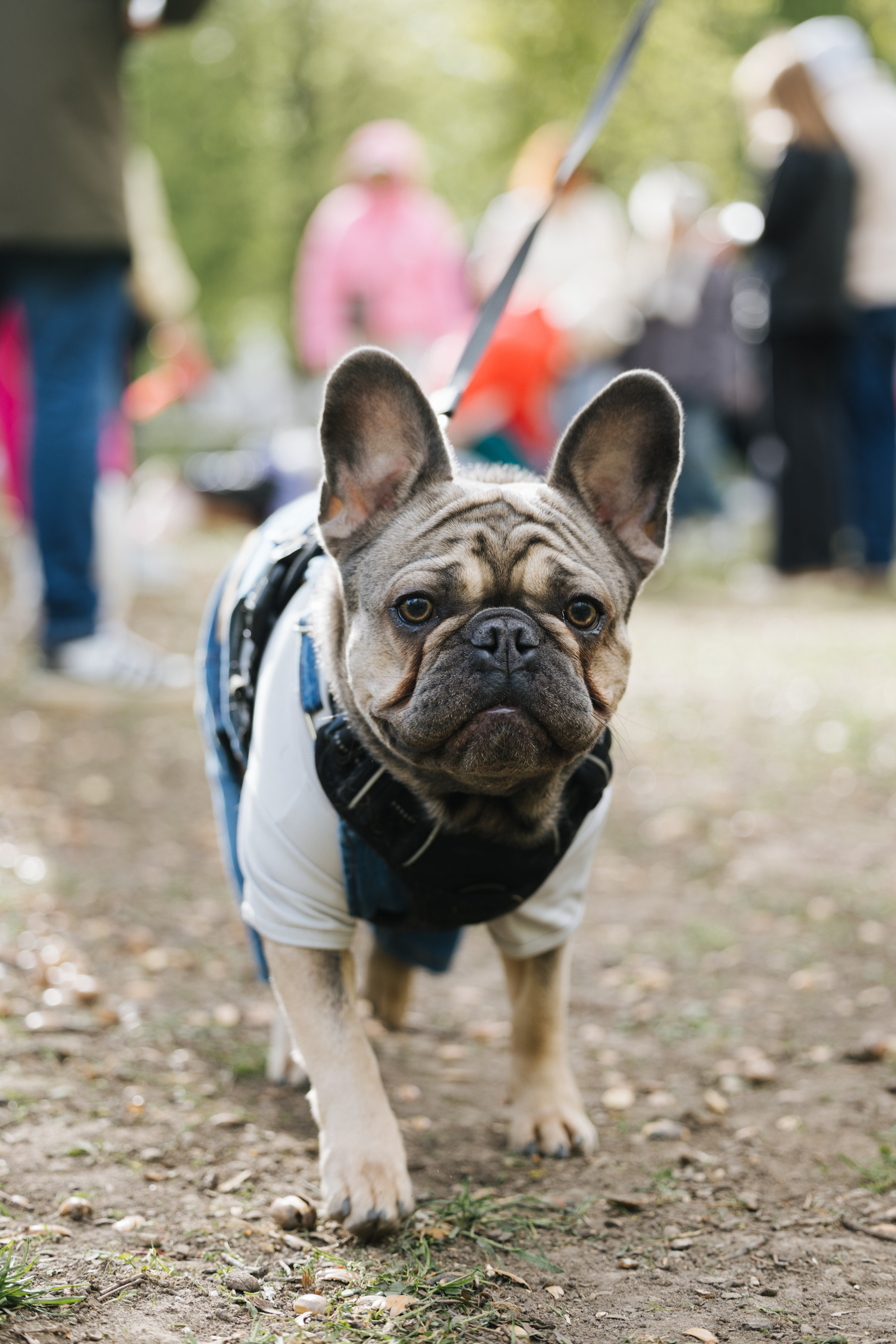Хвостатый репортаж. Аксана Лисовская фотограф в Москве. Фотографии с характером