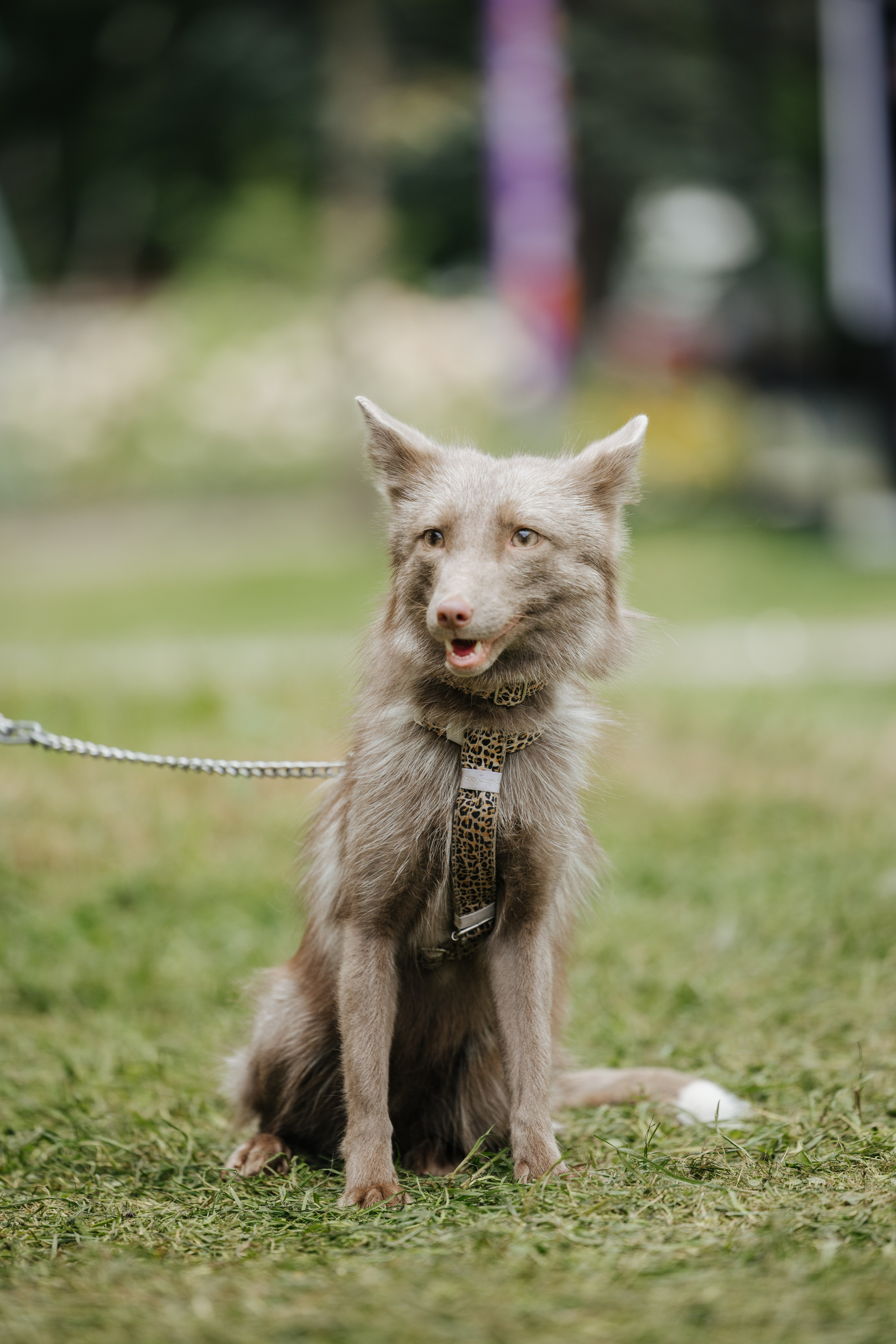 Хвостатый репортаж. Аксана Лисовская фотограф в Москве. Фотографии с характером