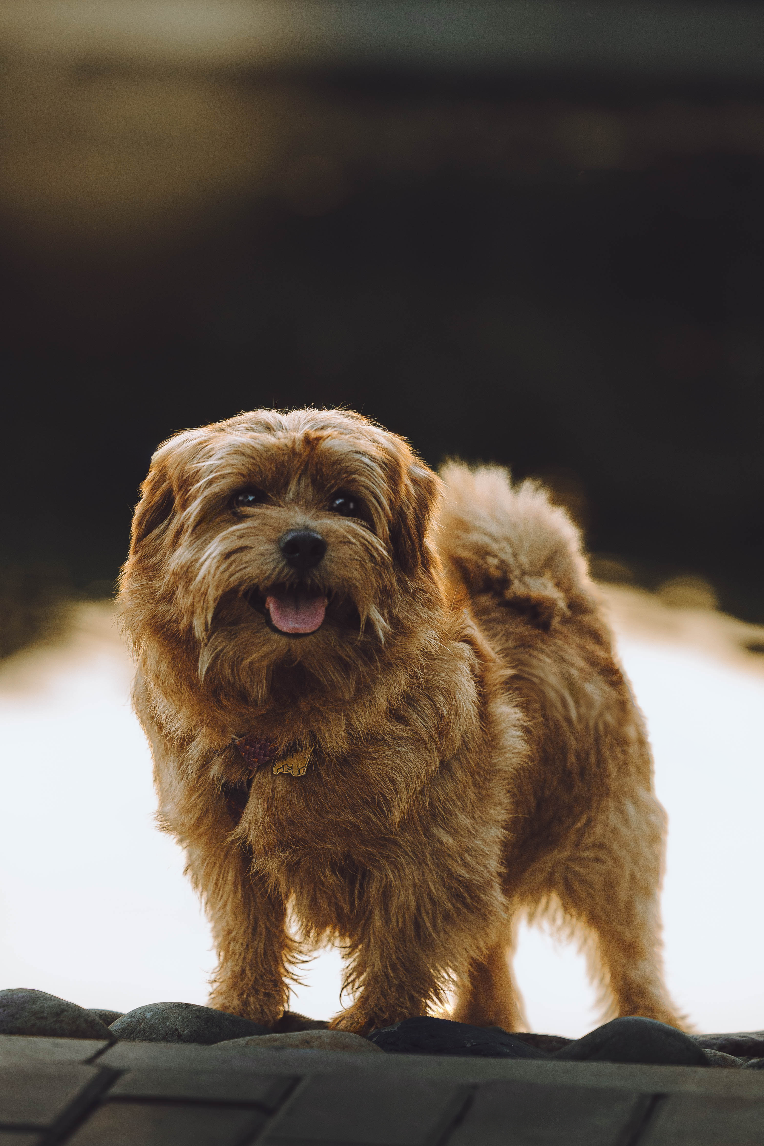 Маша, Аня, Саша, Джой. Фотограф-анималист Еремина Вероника в Москве
