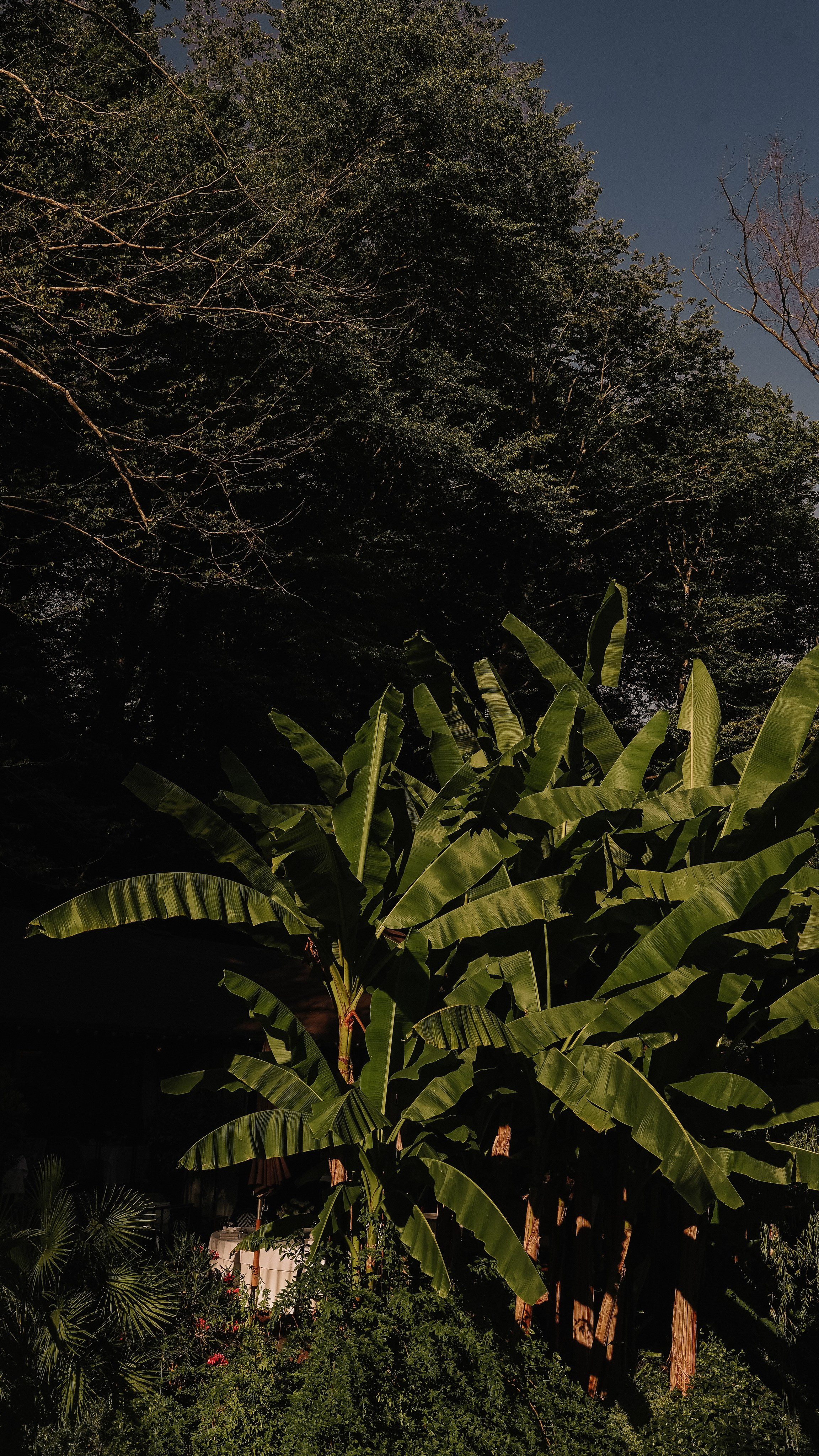 Мамай-Кале — Ресторан в лесу. Милана Довгаль - семейный фотограф и видеограф  в Адлере и Сочи