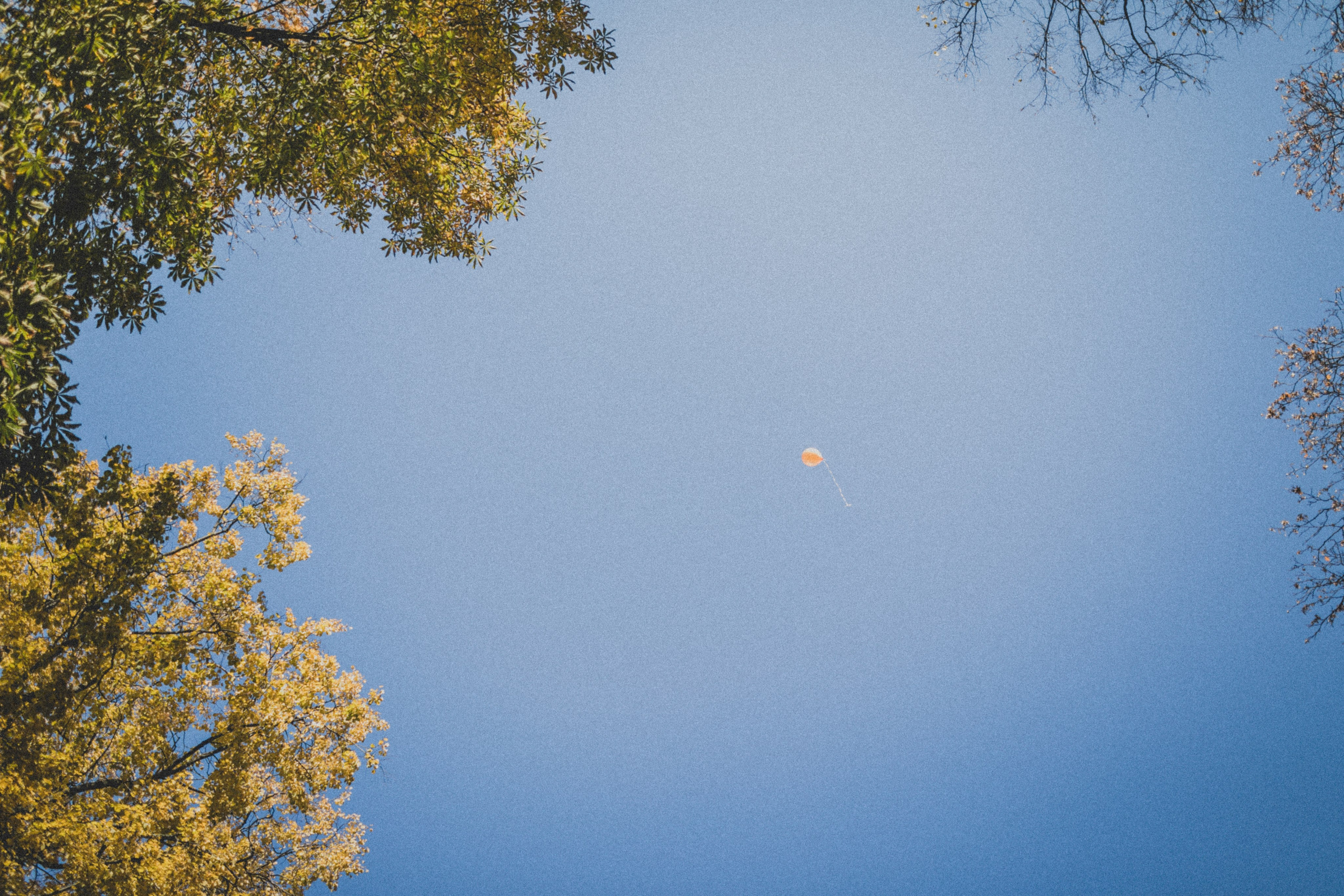 КОГДА ДЕРЕВЬЯ БЫЛИ БОЛЬШИМИ. Фотограф Лебедева Наталья